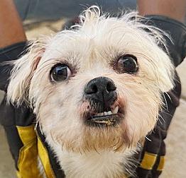 Coco Puff, a ADOPTABLE mixed breed in Poway, CA image 5/5