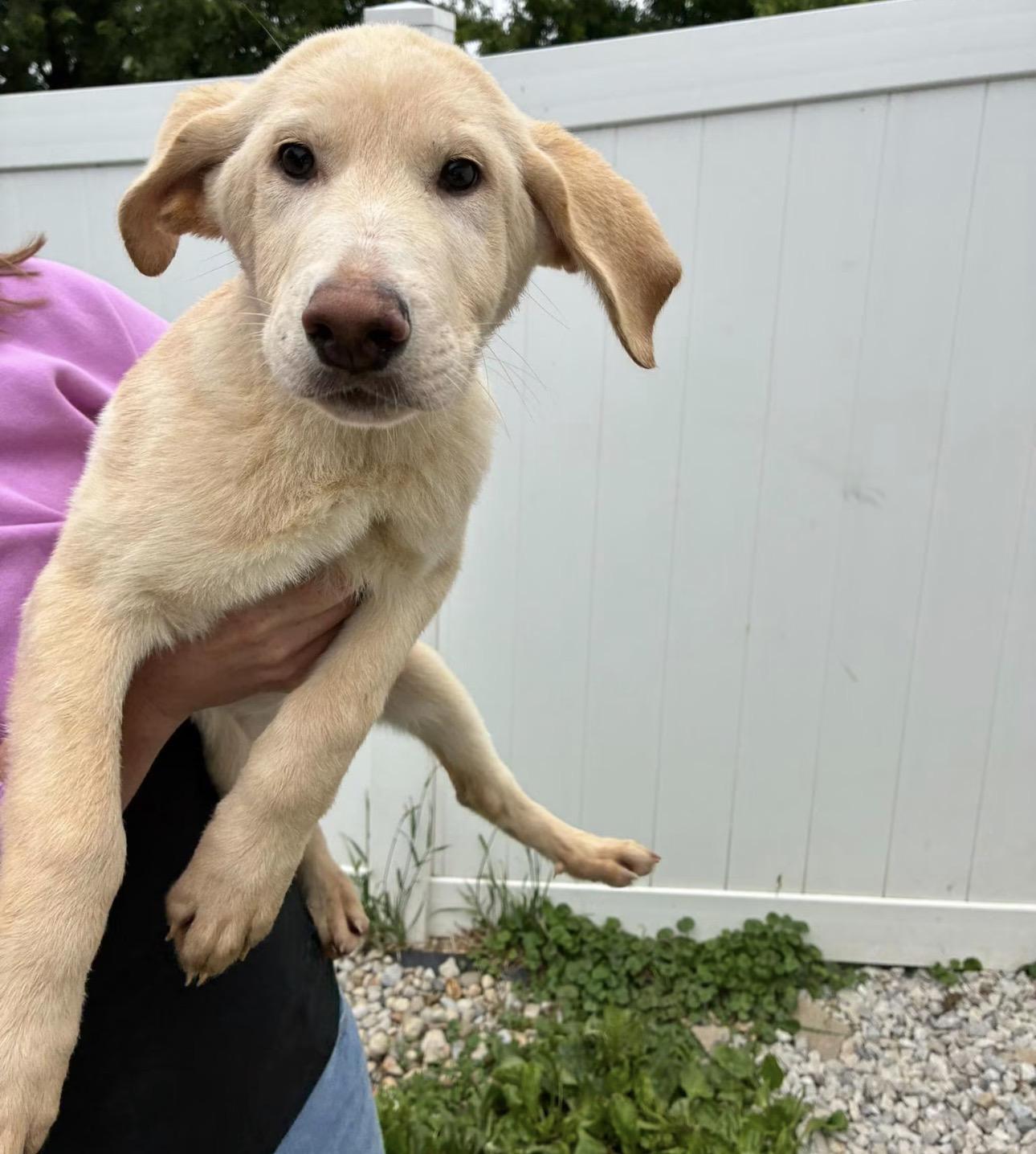 OMalley, adopted, Puppy Male Mixed Breed.