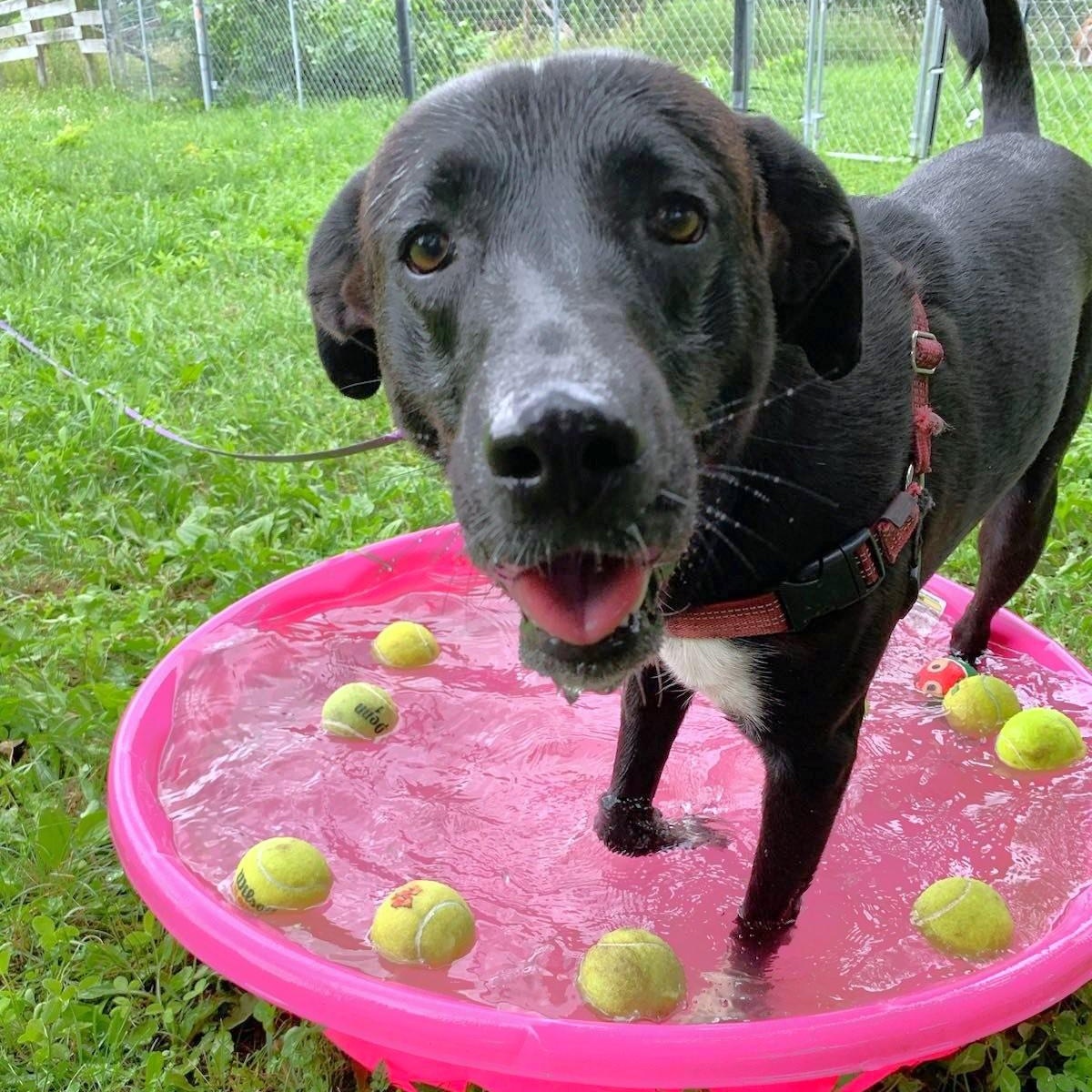 Juno, a Adoptable mixed breed in Oregon, WI image 1/6
