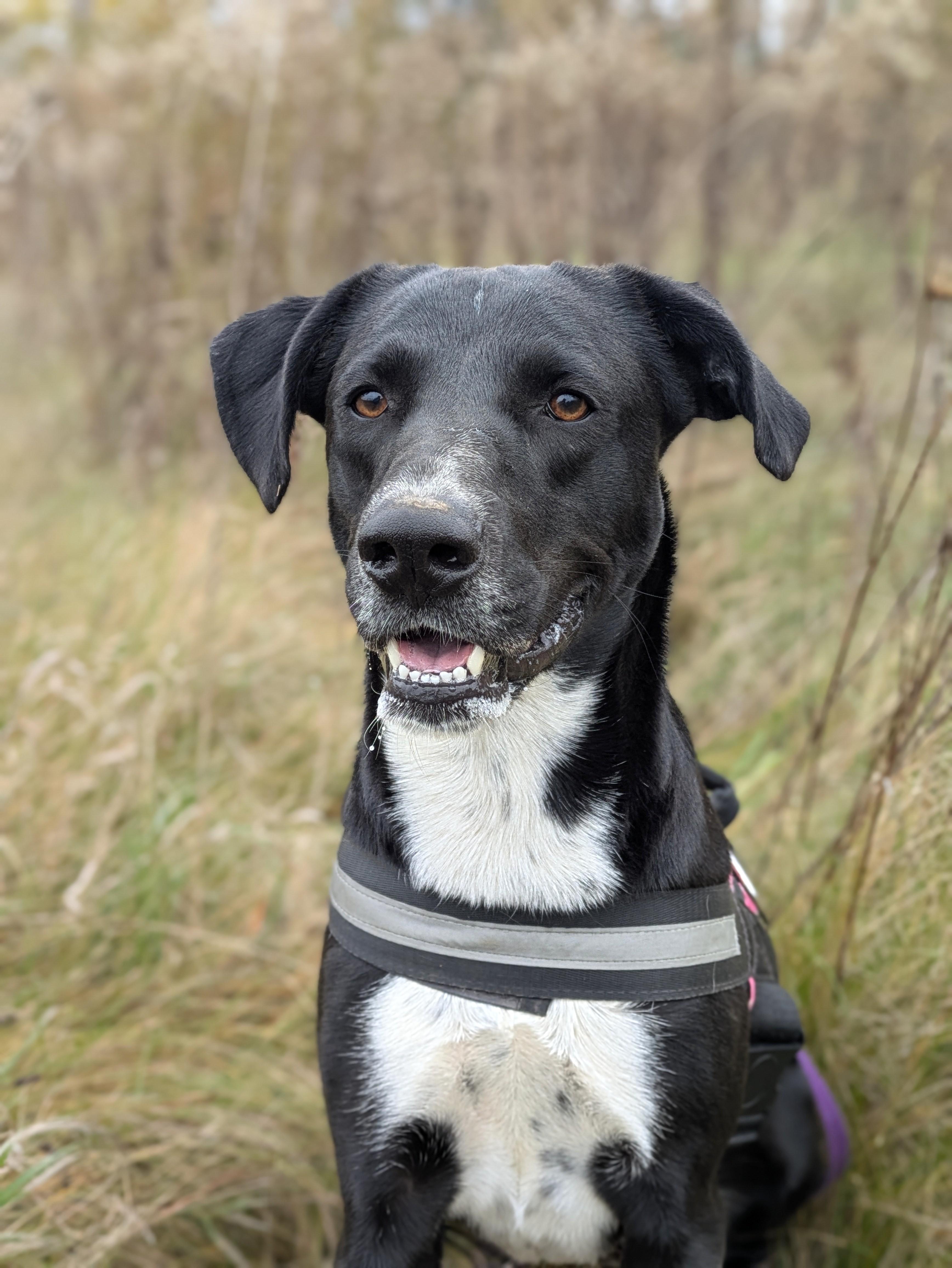 Enlarge Juno, a Adoptable mixed breed in Oregon, WI image 1/6