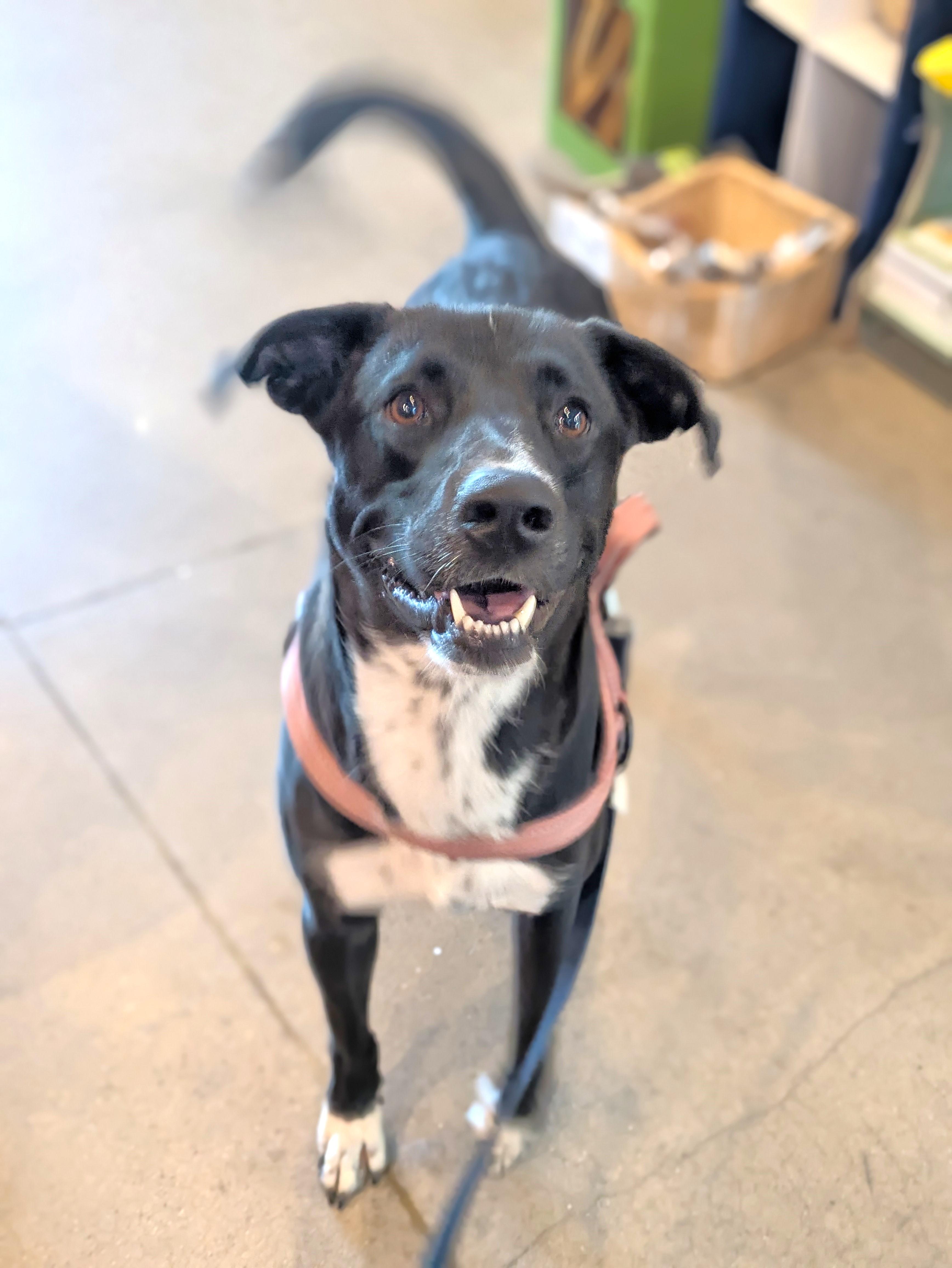 Juno, a Adoptable mixed breed in Oregon, WI image 5/6