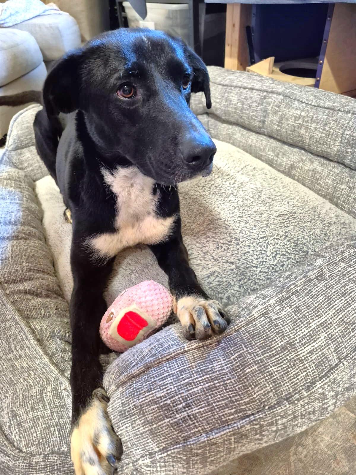 Juno, a Adoptable mixed breed in Oregon, WI image 6/6