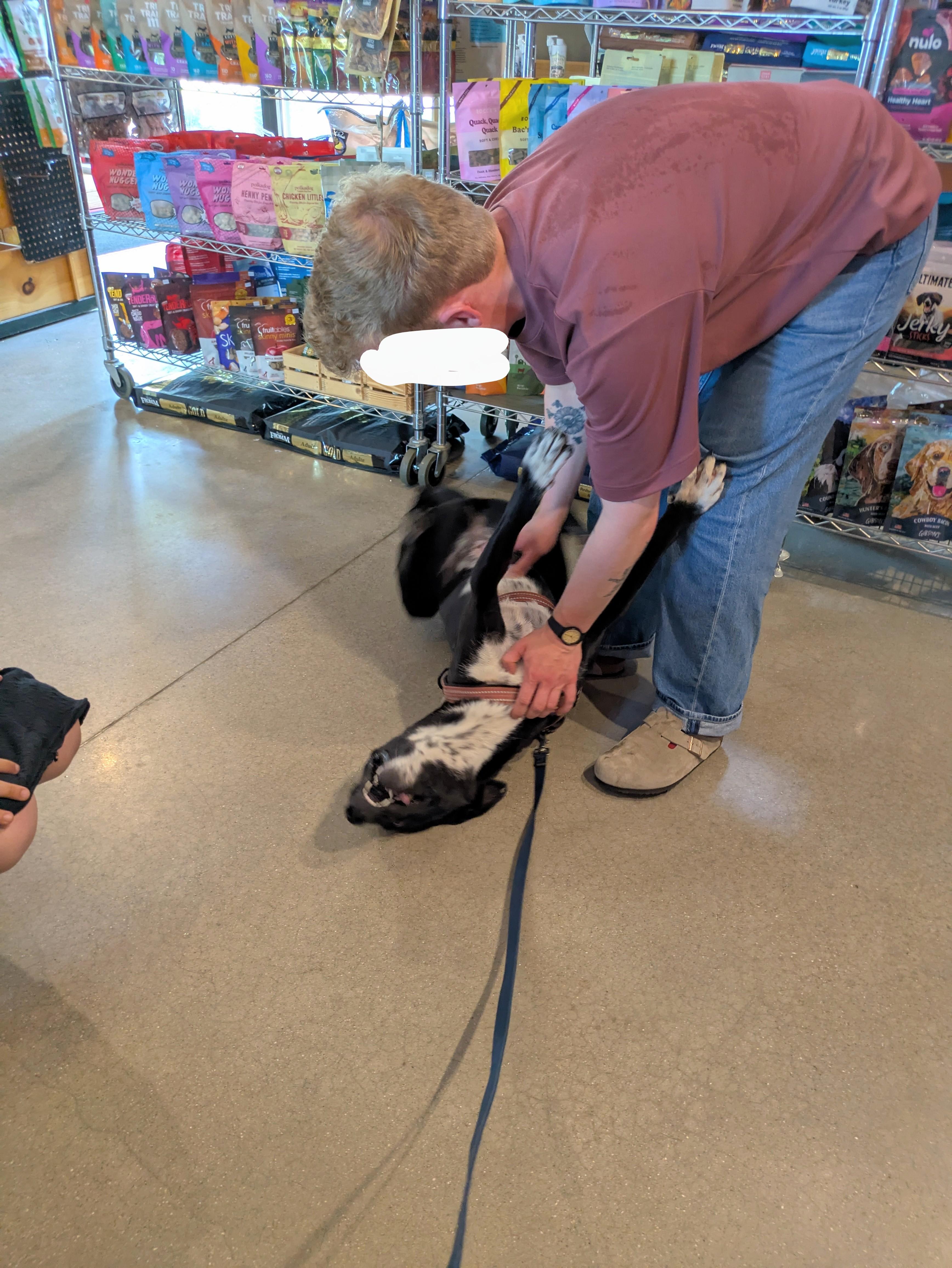 Juno, a Adoptable mixed breed in Oregon, WI image 4/6