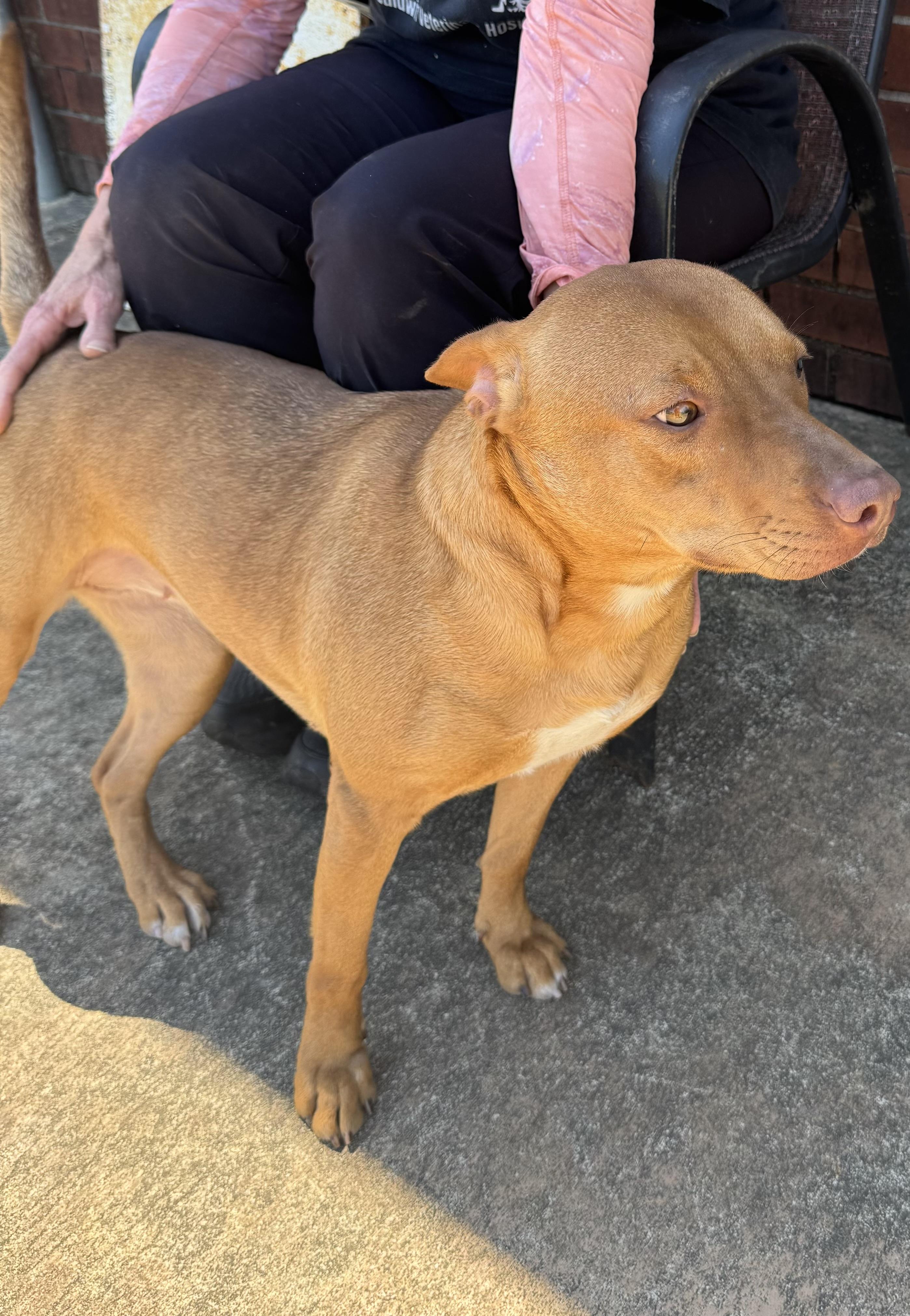 Cher, a Adoptable Labrador Retriever in Foley, AL image 1/4
