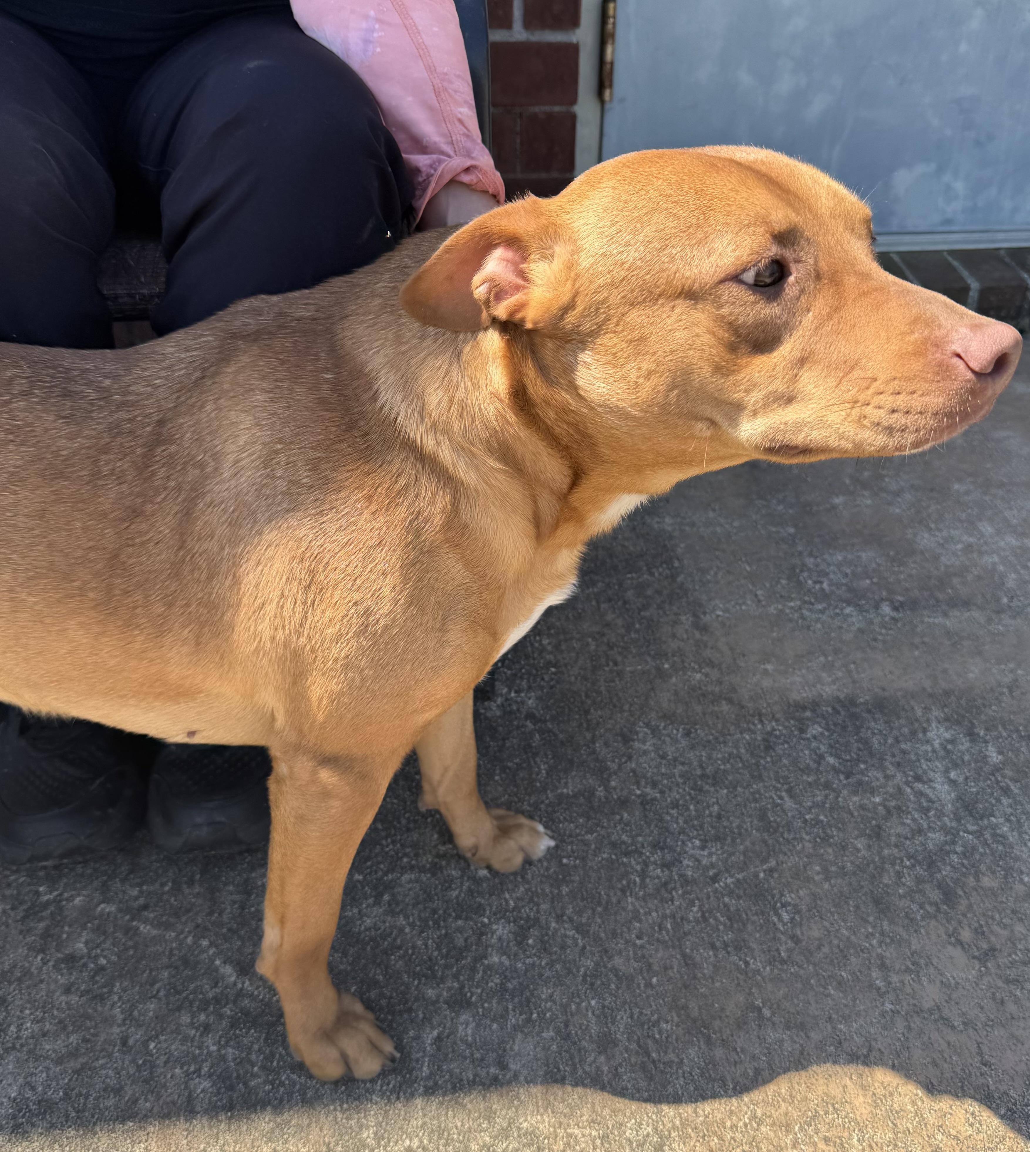 Cher, a Adoptable Labrador Retriever in Foley, AL image 2/4