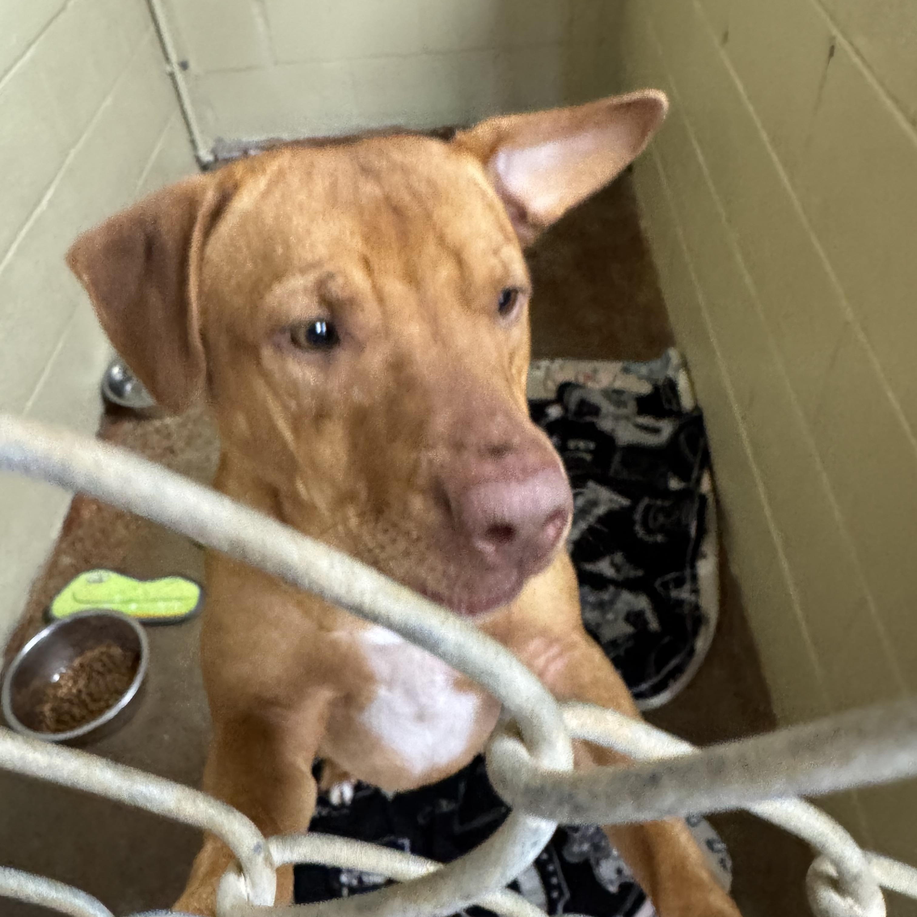 Cher, a Adoptable Labrador Retriever in Foley, AL image 3/4