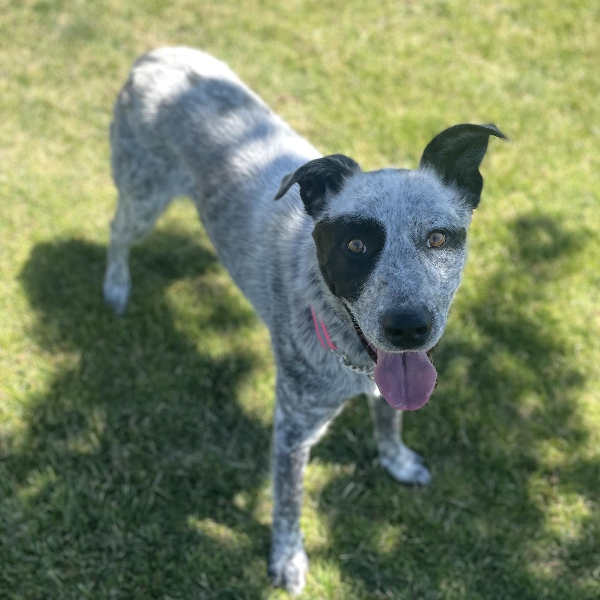 Russ, a Adoptable mixed breed in wenatchee, WA image 2/5