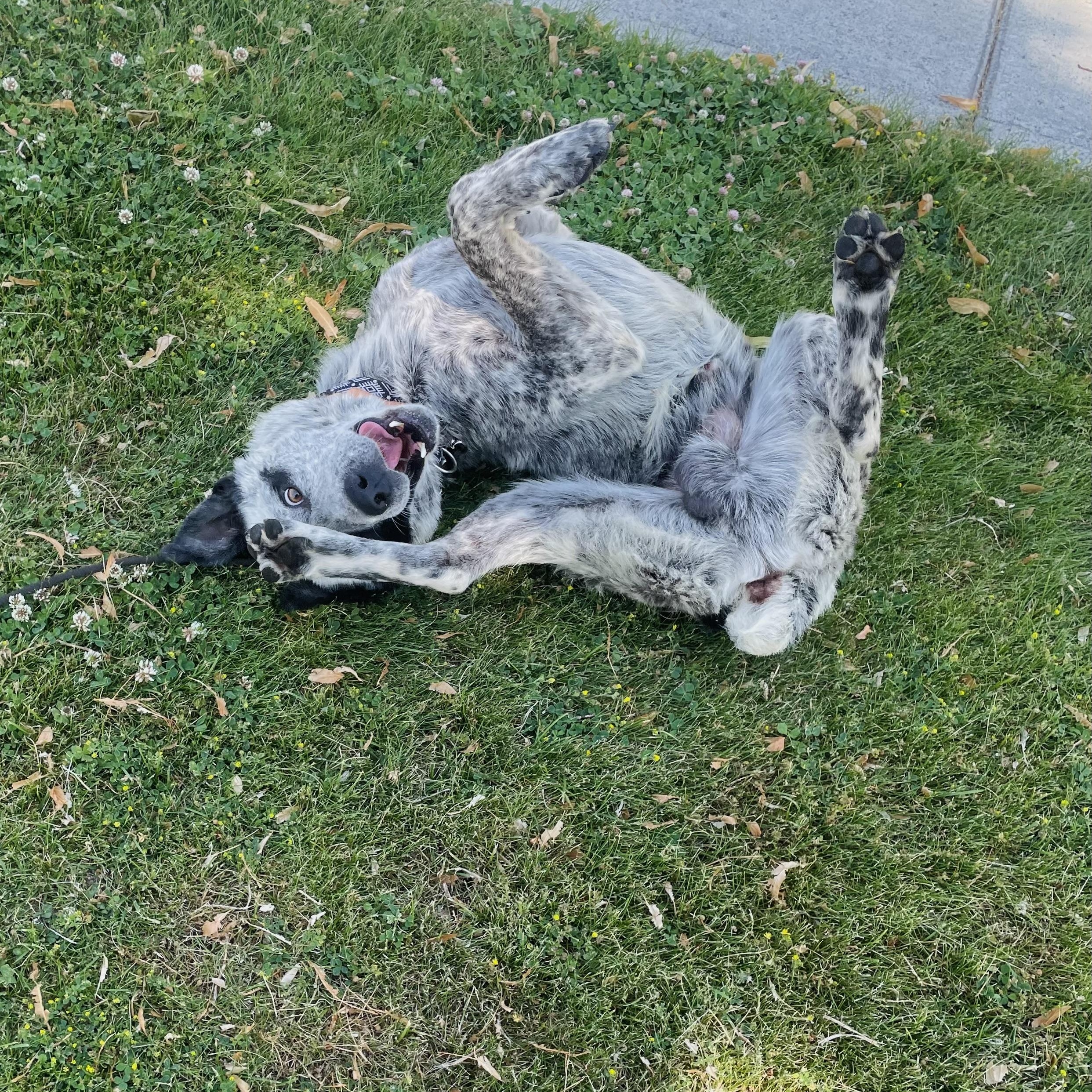 Russ, a Adoptable mixed breed in wenatchee, WA image 3/5