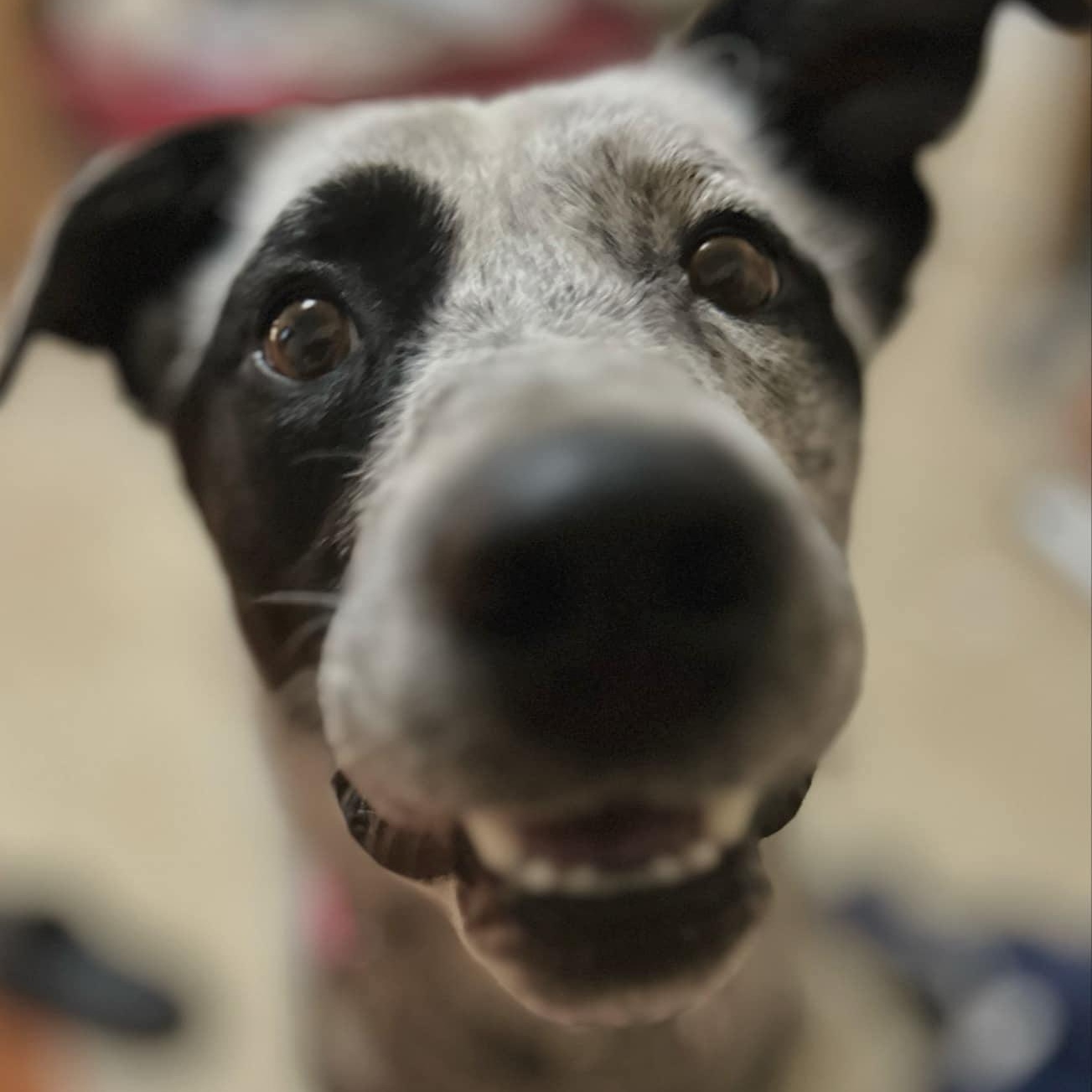 Russ, a Adoptable mixed breed in wenatchee, WA image 4/5