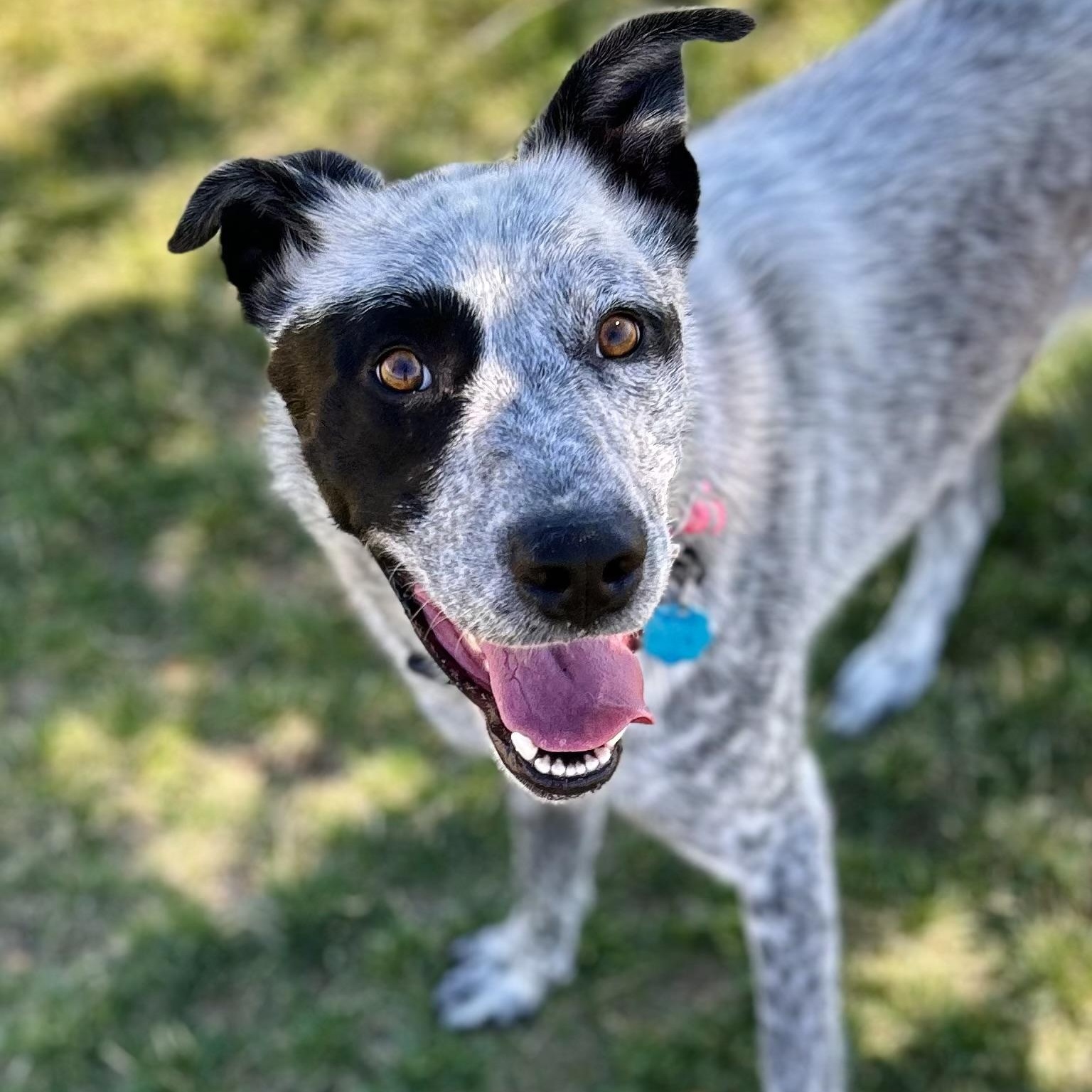 Russ, Adoptable, Adult Male Australian Shepherd & Australian Cattle Dog / Blue Heeler.