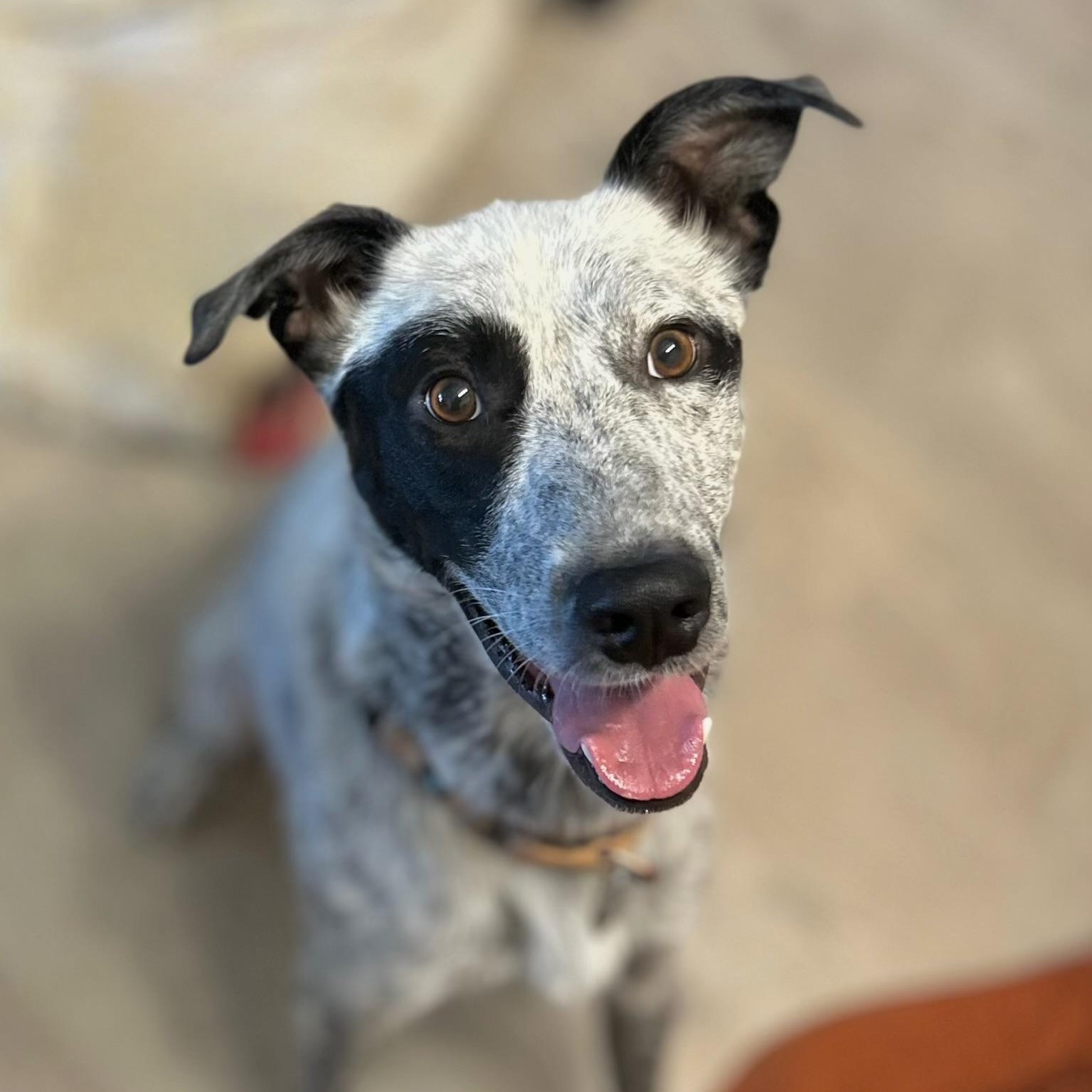 Russ, a Adoptable mixed breed in wenatchee, WA image 5/5