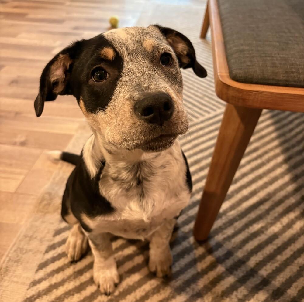 Enlarge Ophelia - Swiftie Litter - AVAILABLE, a Adoptable mixed breed in Seattle, WA image 3/6