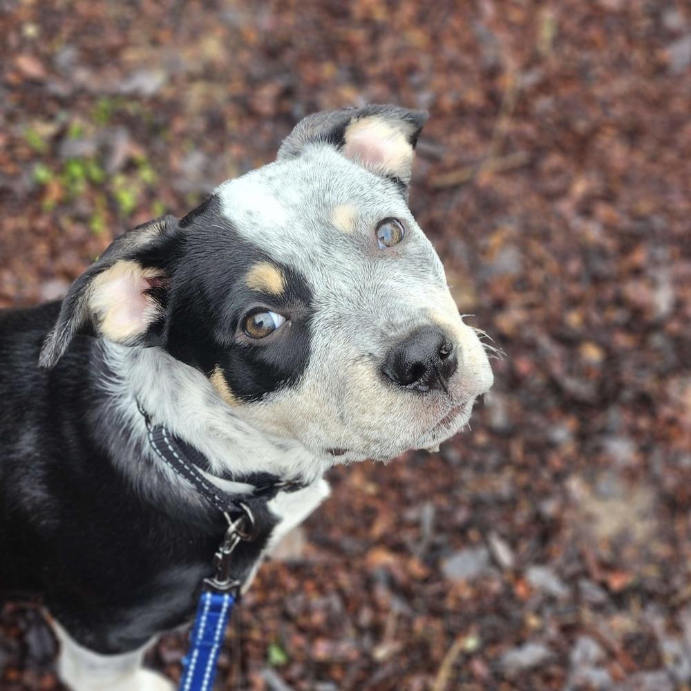 Enlarge Ophelia - Swiftie Litter - AVAILABLE, a Adoptable mixed breed in Seattle, WA image 2/6