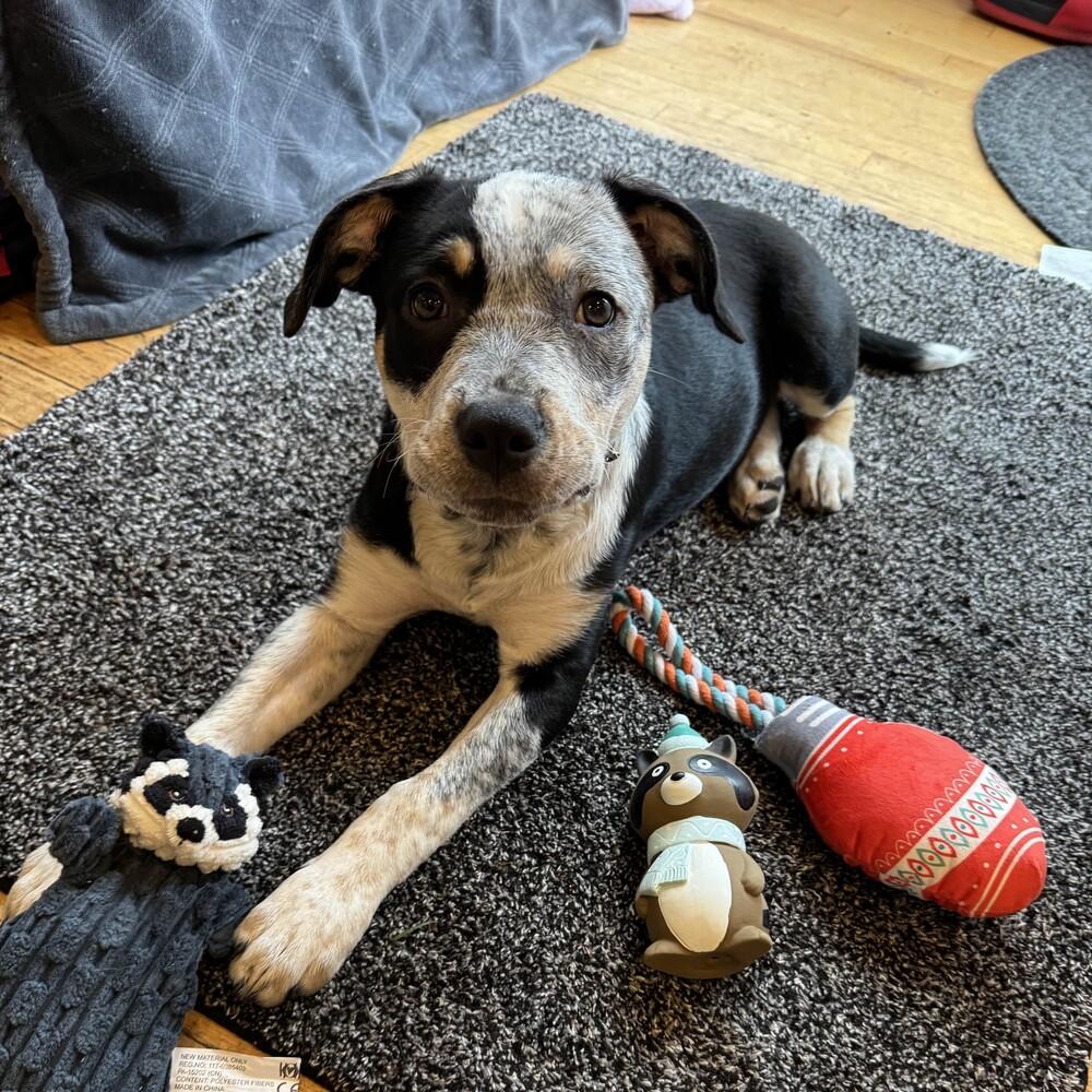 Enlarge Ophelia - Swiftie Litter - AVAILABLE, a Adoptable mixed breed in Seattle, WA image 4/6