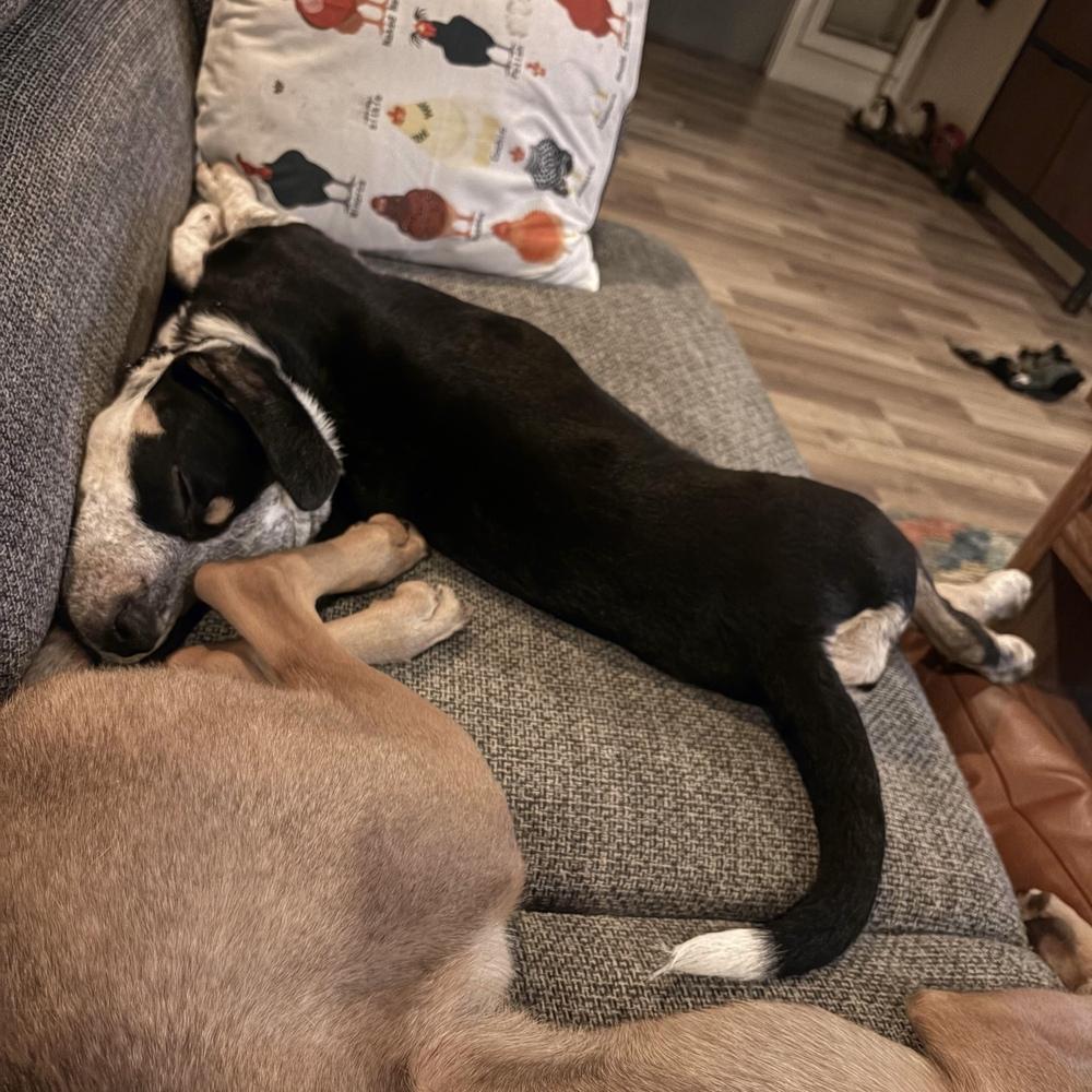 Enlarge Ophelia - Swiftie Litter - AVAILABLE, a Adoptable mixed breed in Seattle, WA image 5/6