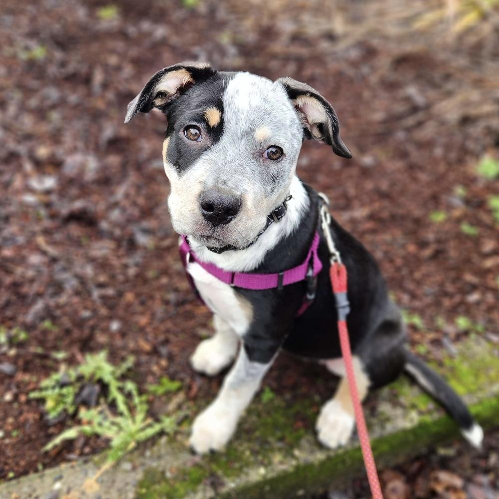 Enlarge Ophelia - Swiftie Litter - AVAILABLE, a Adoptable mixed breed in Seattle, WA image 1/6