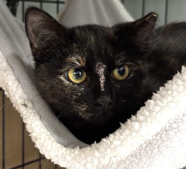 TASHA, Adoptable, Young Female Domestic Short Hair.