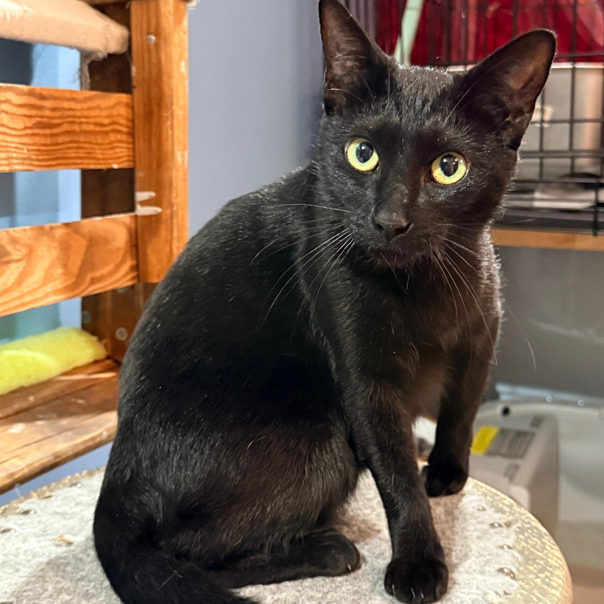 Alexa, ADOPTABLE, Young Female Domestic Short Hair.