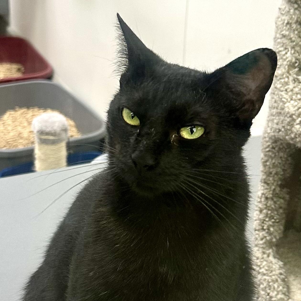 Enlarge Alexa, a ADOPTABLE Domestic Short Hair in Beaufort, SC image 4/6