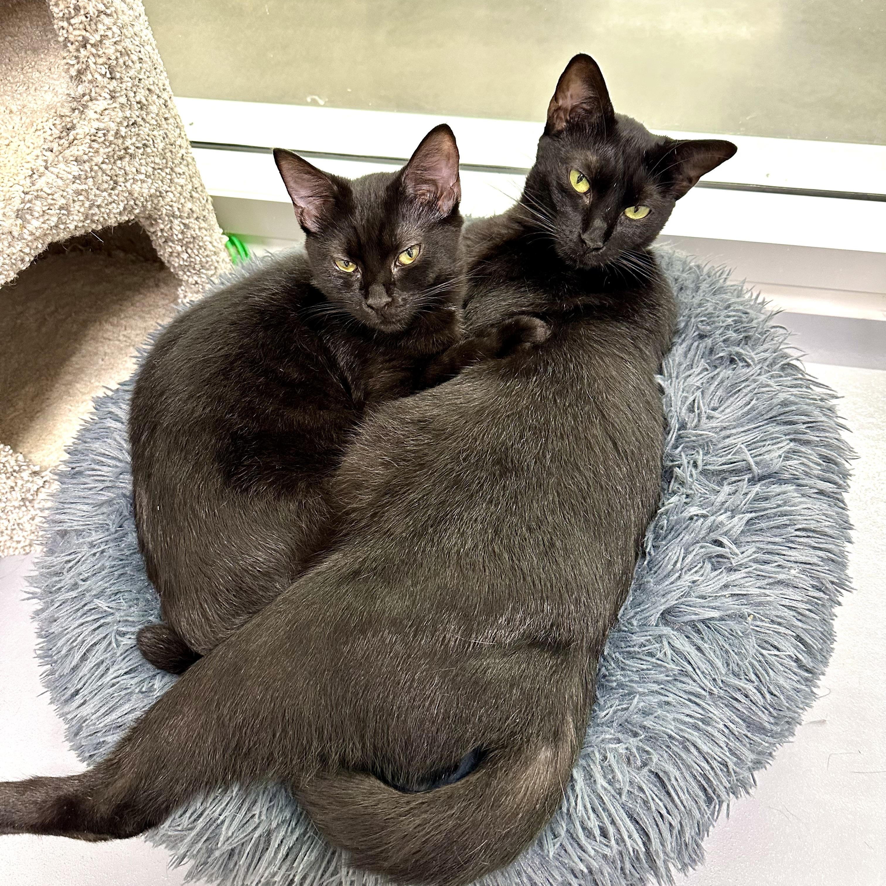 Alexa, a ADOPTABLE Domestic Short Hair in Beaufort, SC image 3/6