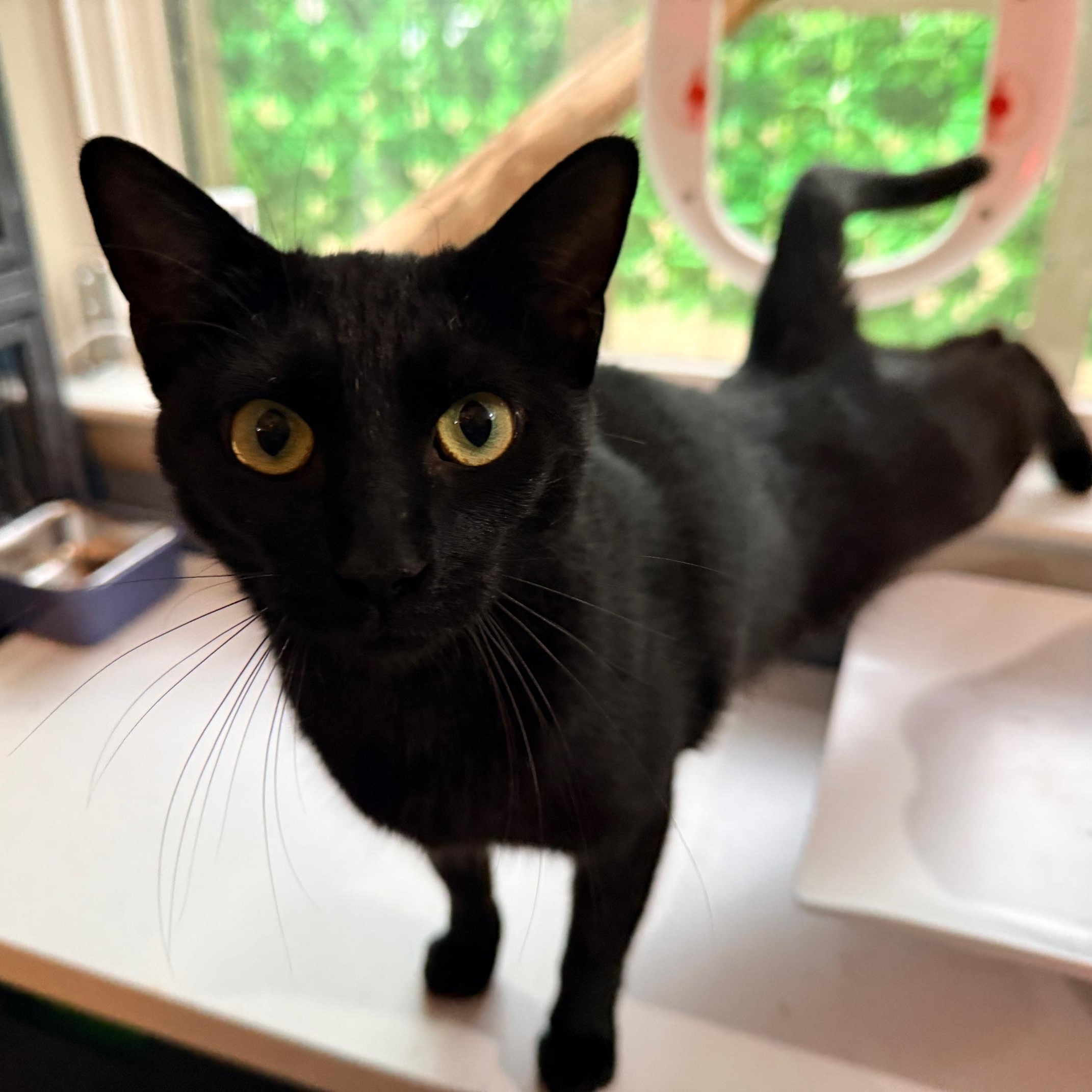 Enlarge Alexa, a ADOPTABLE Domestic Short Hair in Beaufort, SC image 5/6