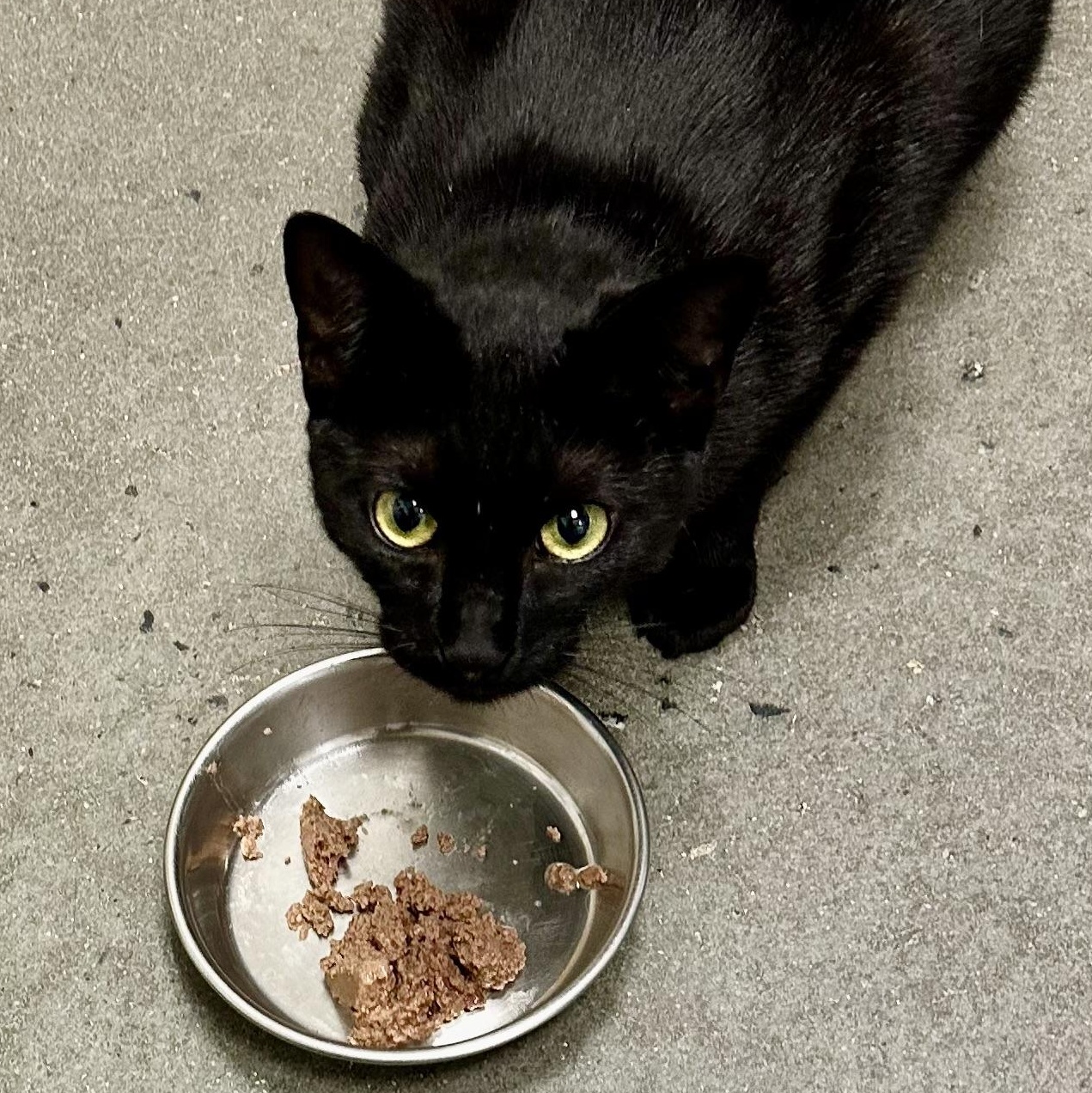 Enlarge Alexa, a ADOPTABLE Domestic Short Hair in Beaufort, SC image 3/6