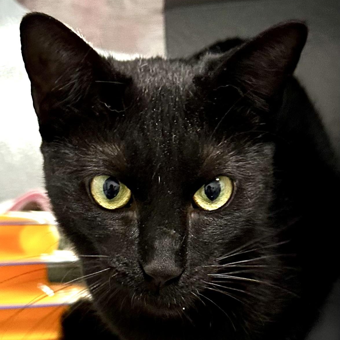 Enlarge Alexa, a ADOPTABLE Domestic Short Hair in Beaufort, SC image 1/6