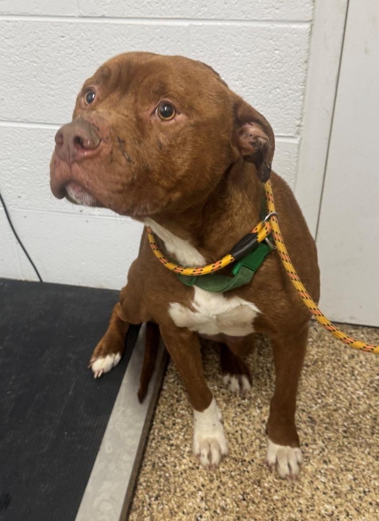 JULIAN, Adoptable, Adult Male Pit Bull Terrier.