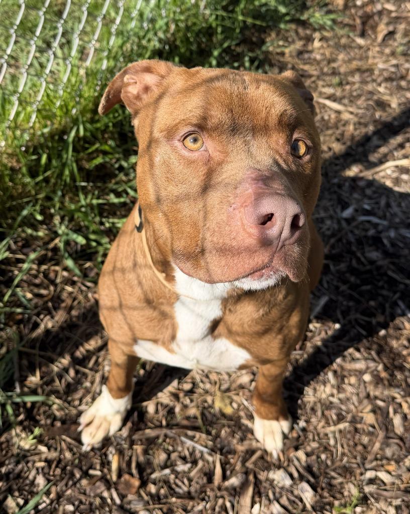 JULIAN, Adoptable, Adult Male Pit Bull Terrier.