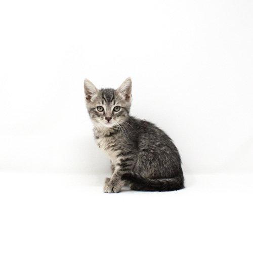 Gnatcatcher, Adoptable, Kitten Male Domestic Short Hair.