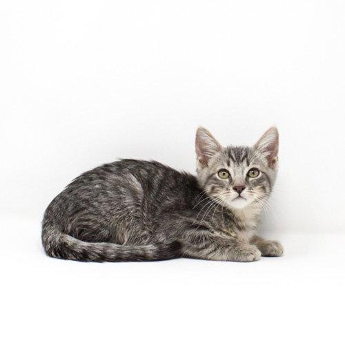 Gnatcatcher, a Adoptable Domestic Short Hair in Florence, AZ image 2/2