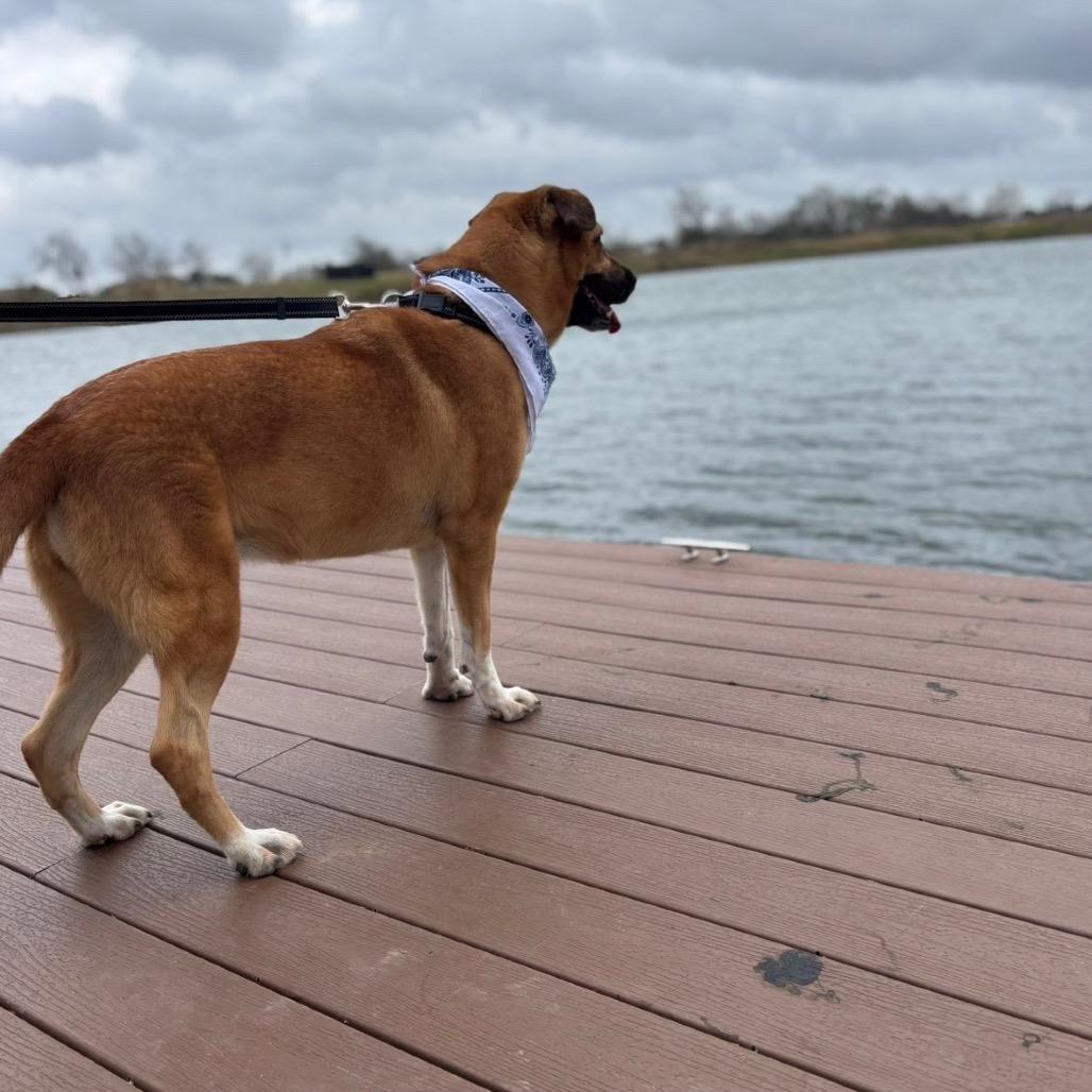 Pecan — thumbnail 4