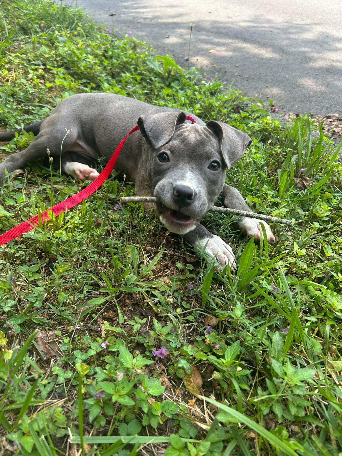 Skye