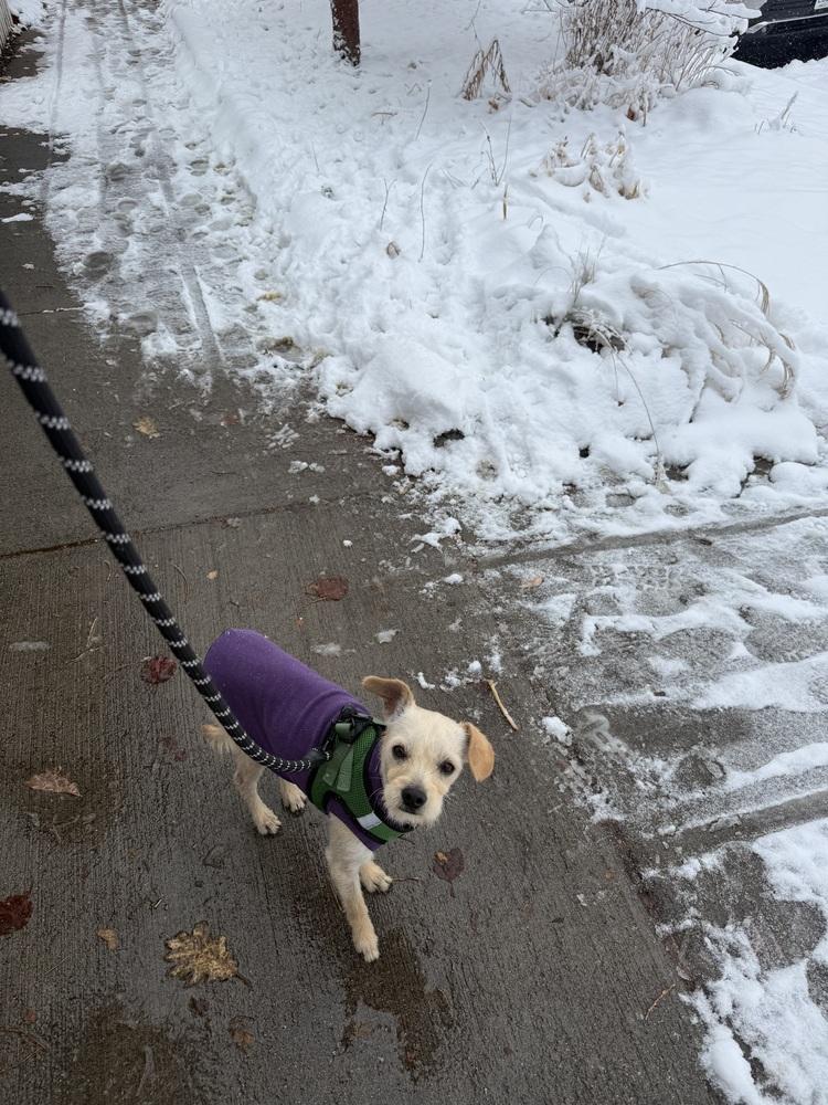 Ralph, Adoptable, Adult Male Terrier.