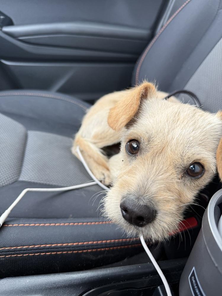 Enlarge Ralph, a Adoptable mixed breed in Denver, CO image 2/6