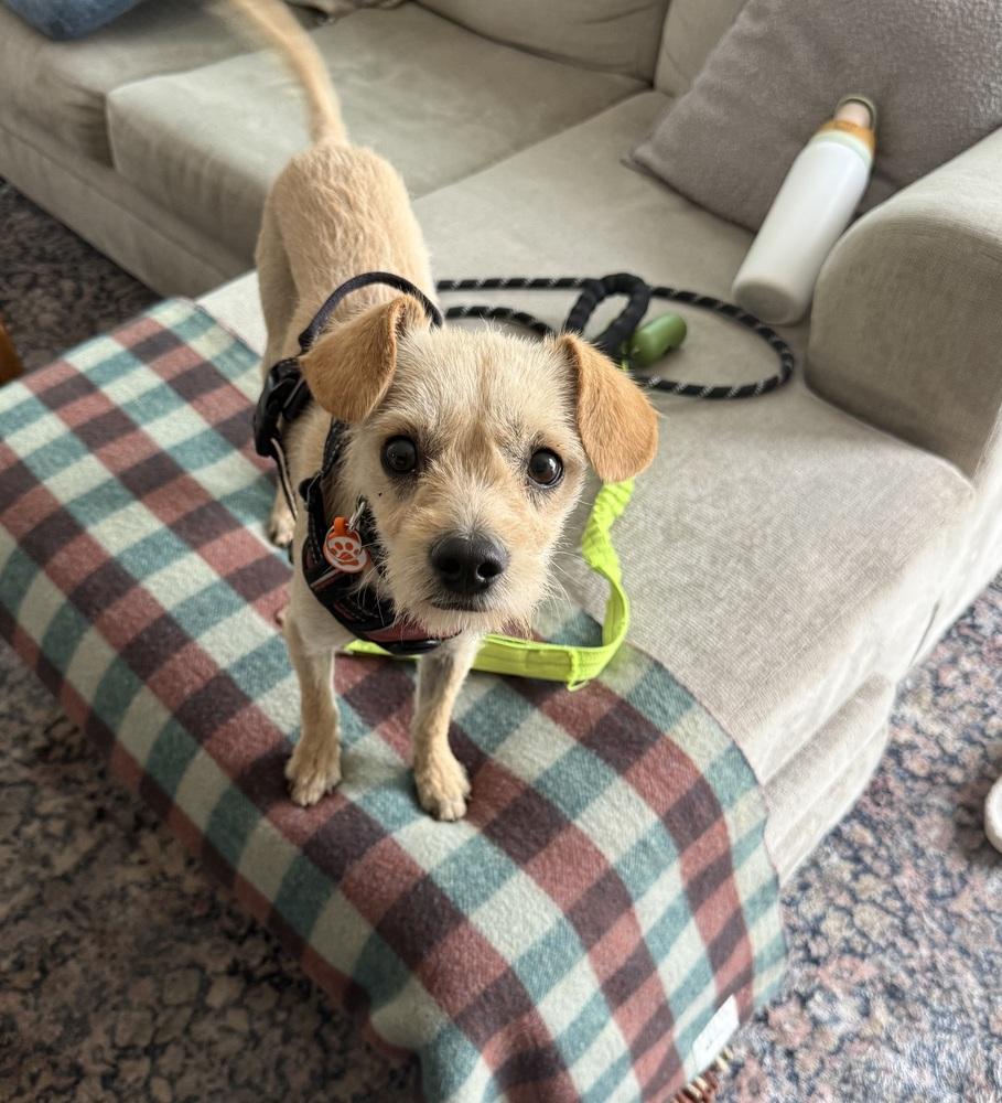 Enlarge Ralph, a Adoptable mixed breed in Denver, CO image 3/6