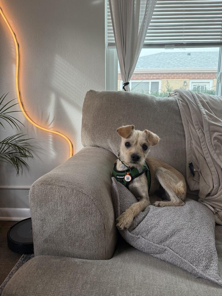 Enlarge Ralph, a Adoptable mixed breed in Denver, CO image 4/6