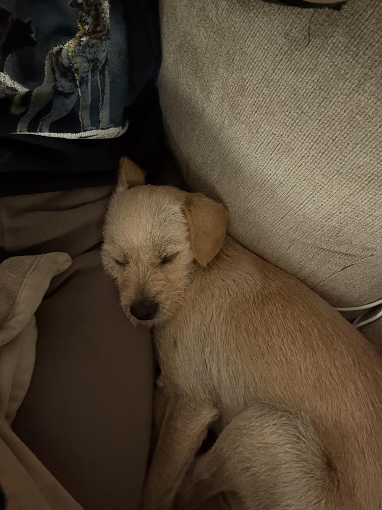 Enlarge Ralph, a Adoptable mixed breed in Denver, CO image 5/6