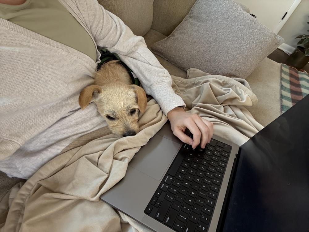 Enlarge Ralph, a Adoptable mixed breed in Denver, CO image 6/6