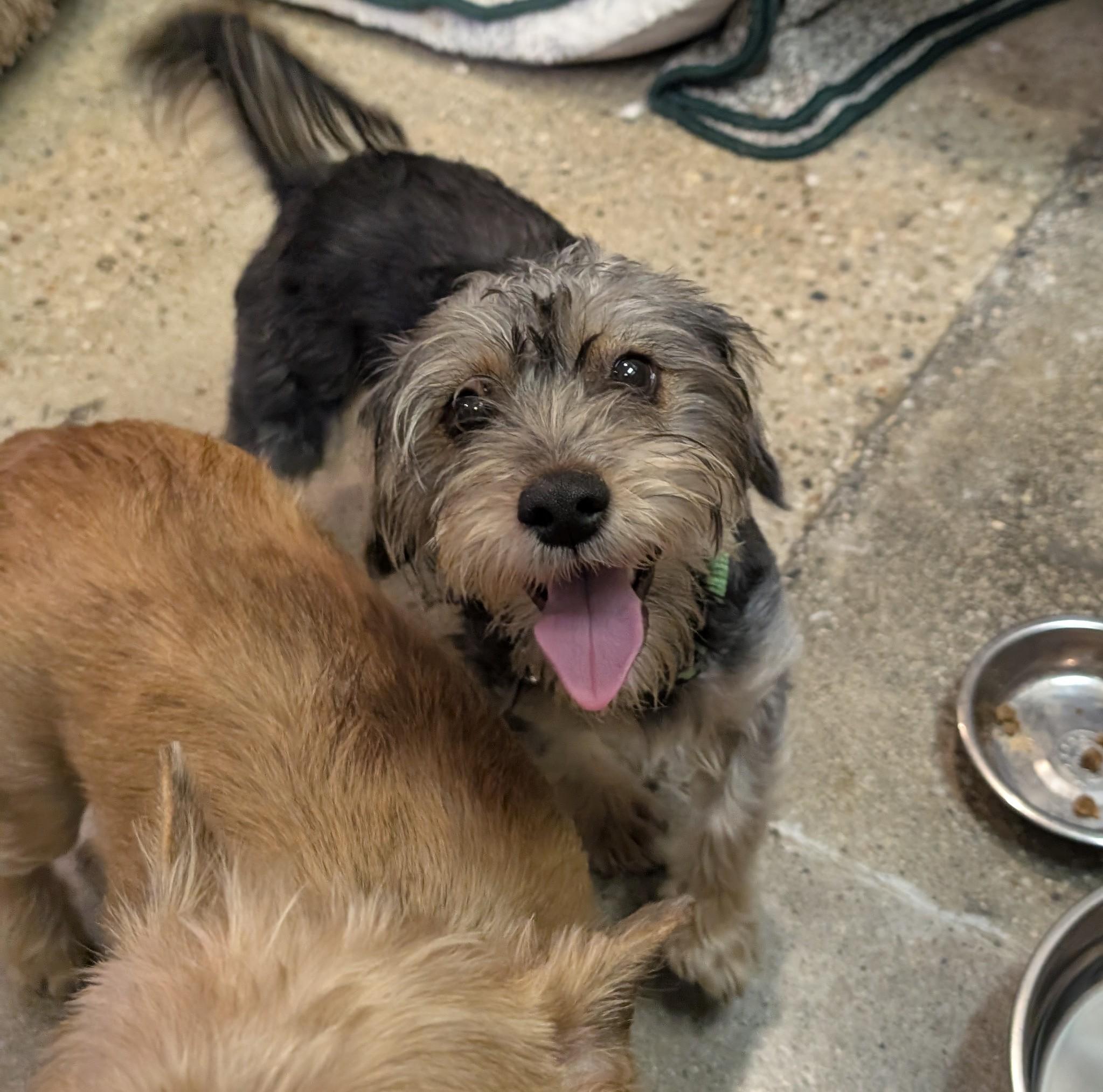 Enlarge Beanie Bear, an adopted mixed breed in Thousand Oaks, CA image 1/1