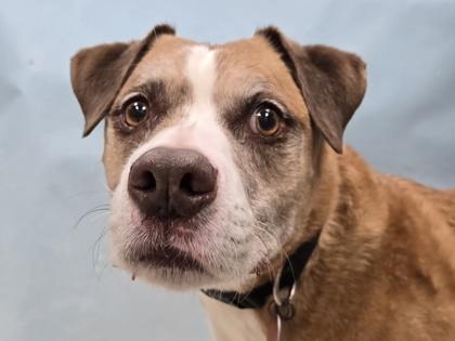 Petey, Adoptable, Adult Male Pit Bull Terrier & Siberian Husky.