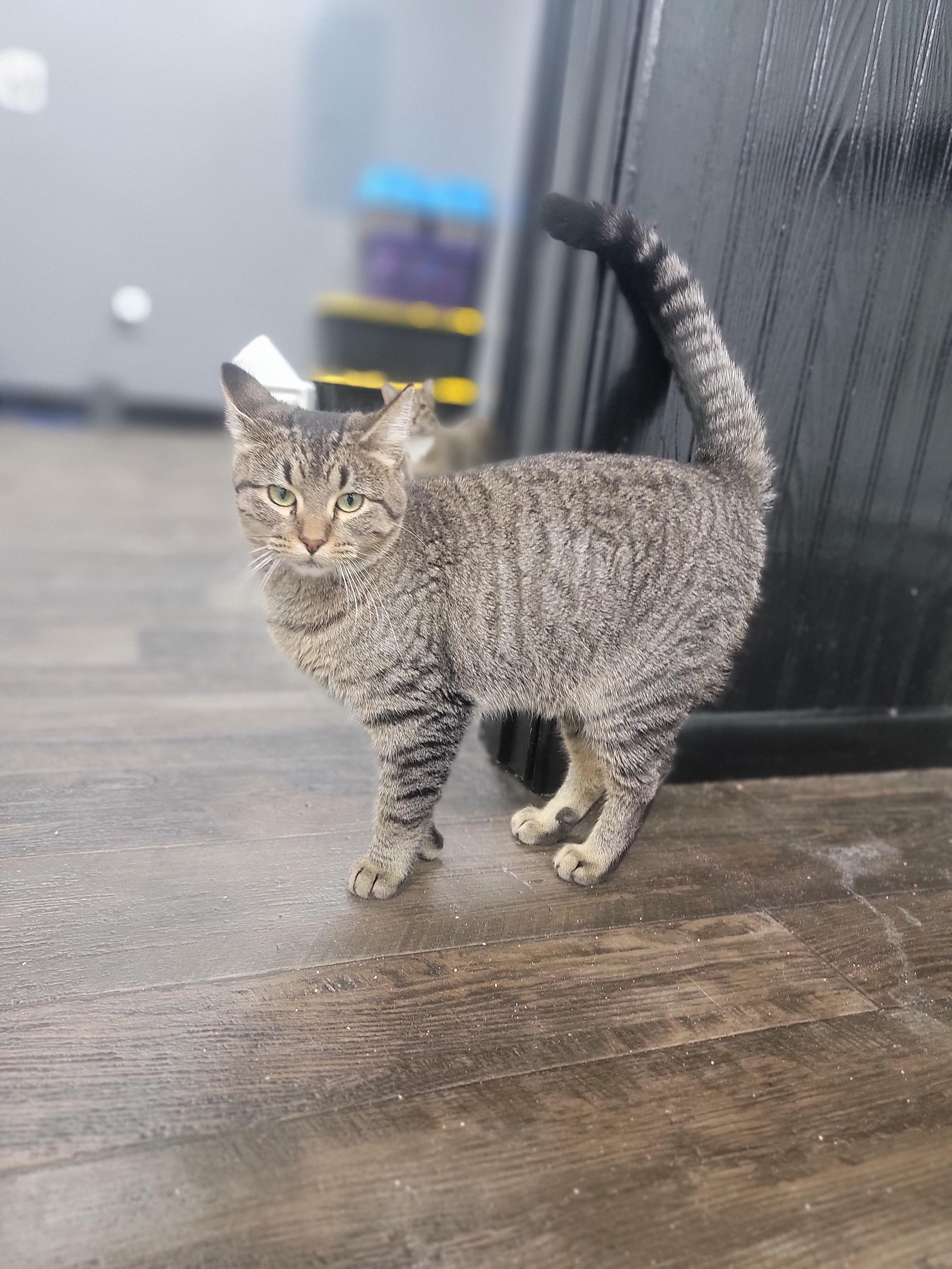 Double, Adoptable, Young Female Domestic Short Hair.