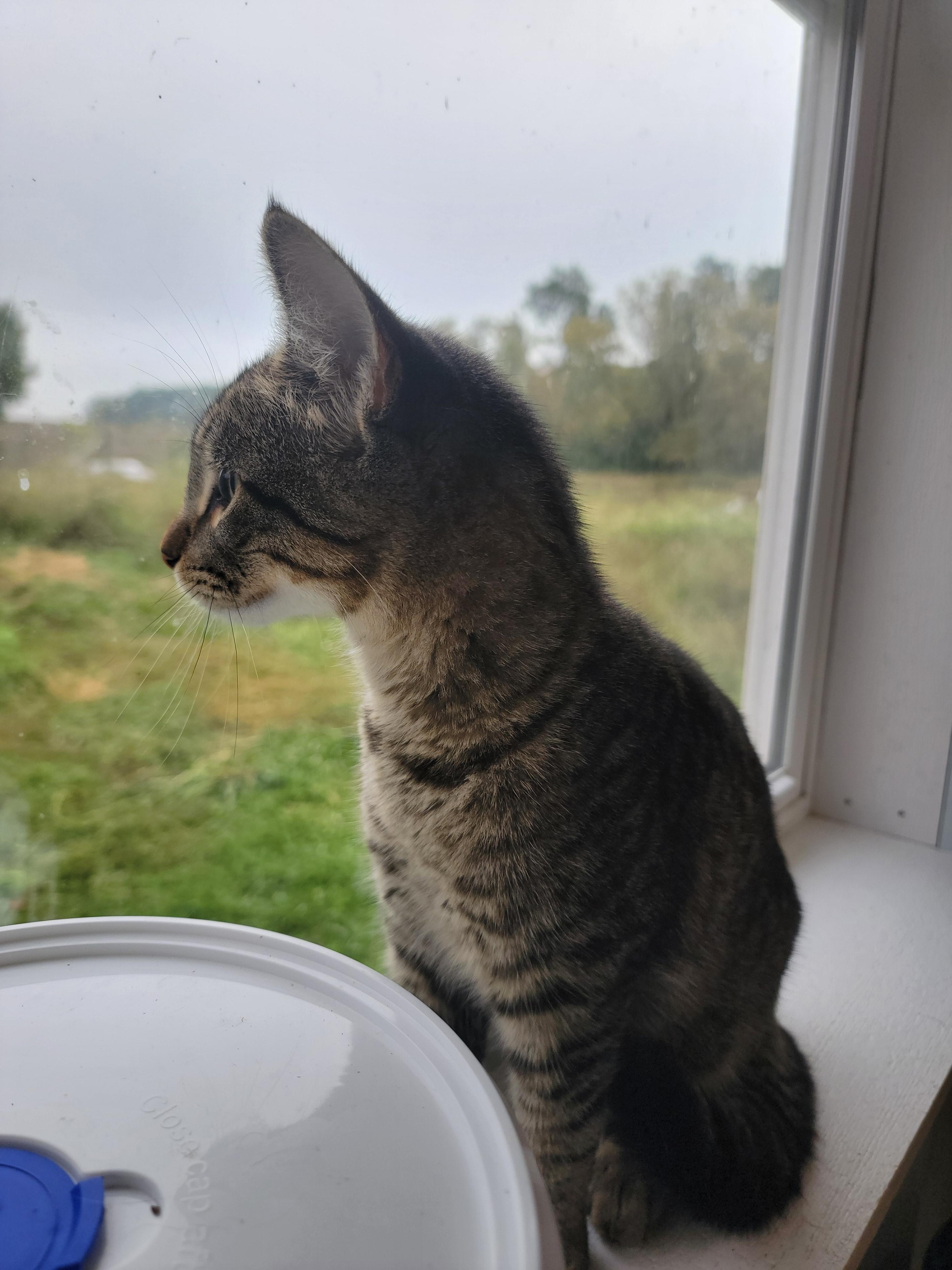 Double, Adoptable, Young Female Domestic Short Hair.