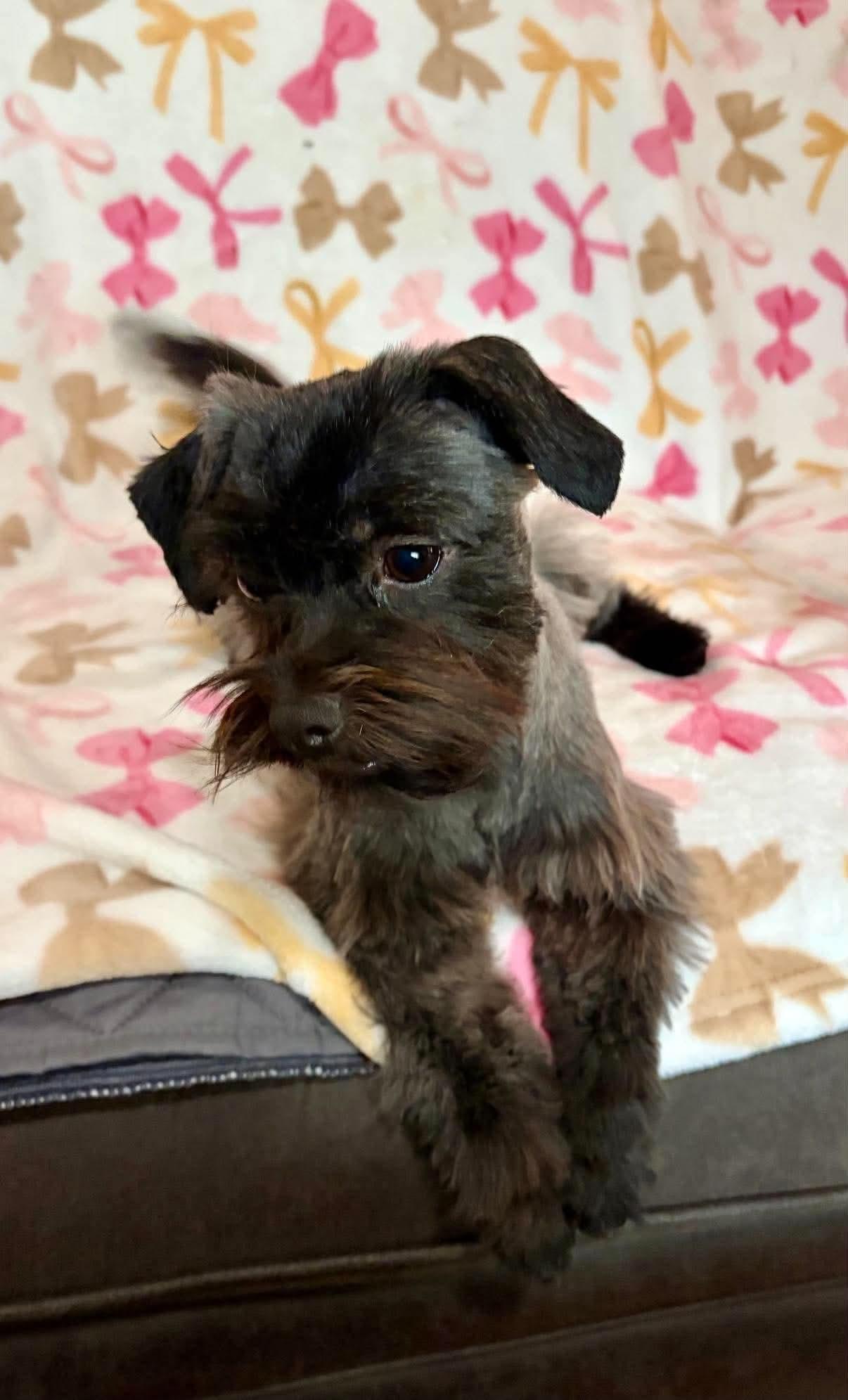 Enlarge Bonita, a Adoptable Miniature Schnauzer in Houston, TX image 2/6