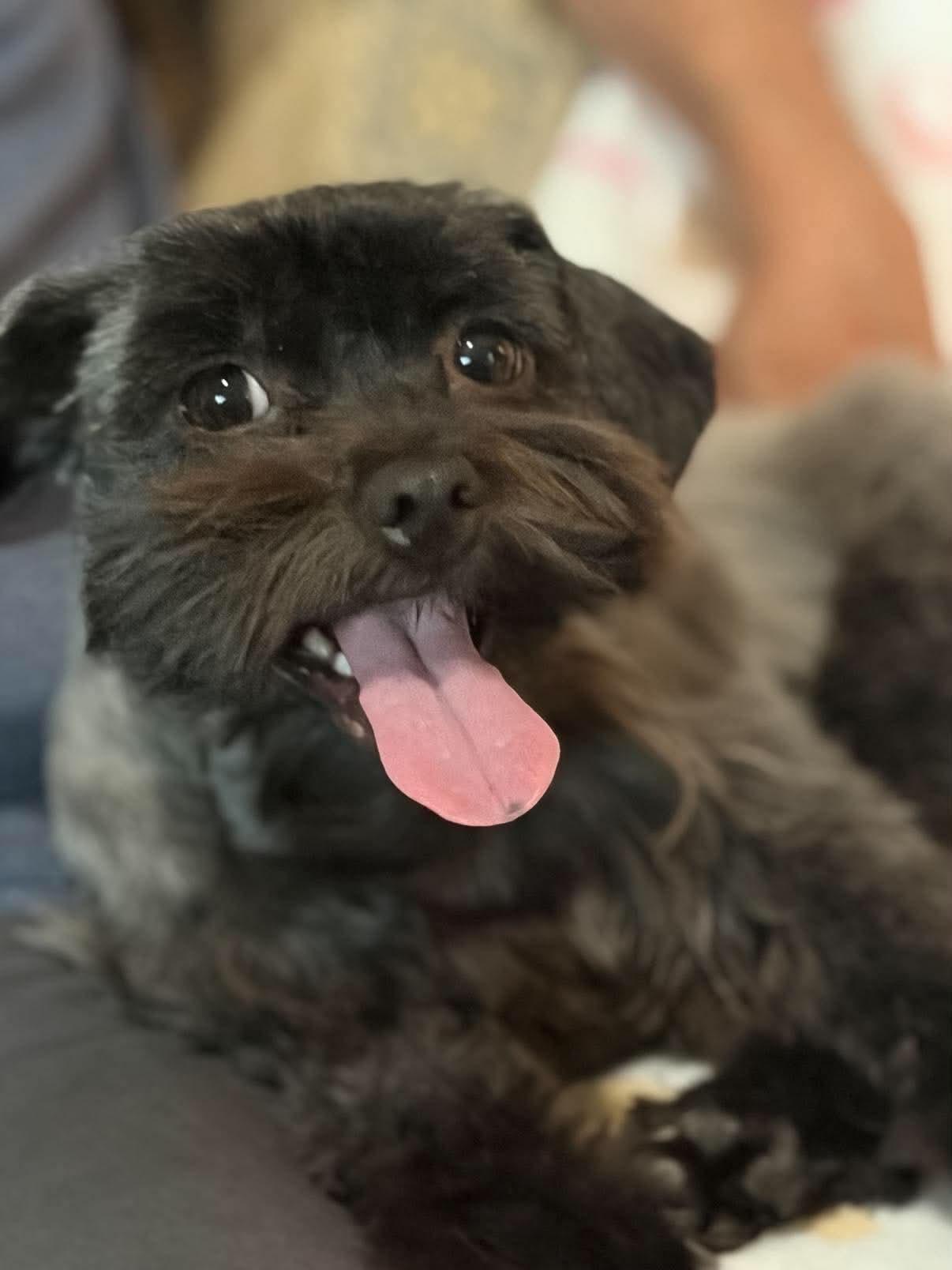 Enlarge Bonita, a Adoptable Miniature Schnauzer in Houston, TX image 3/6