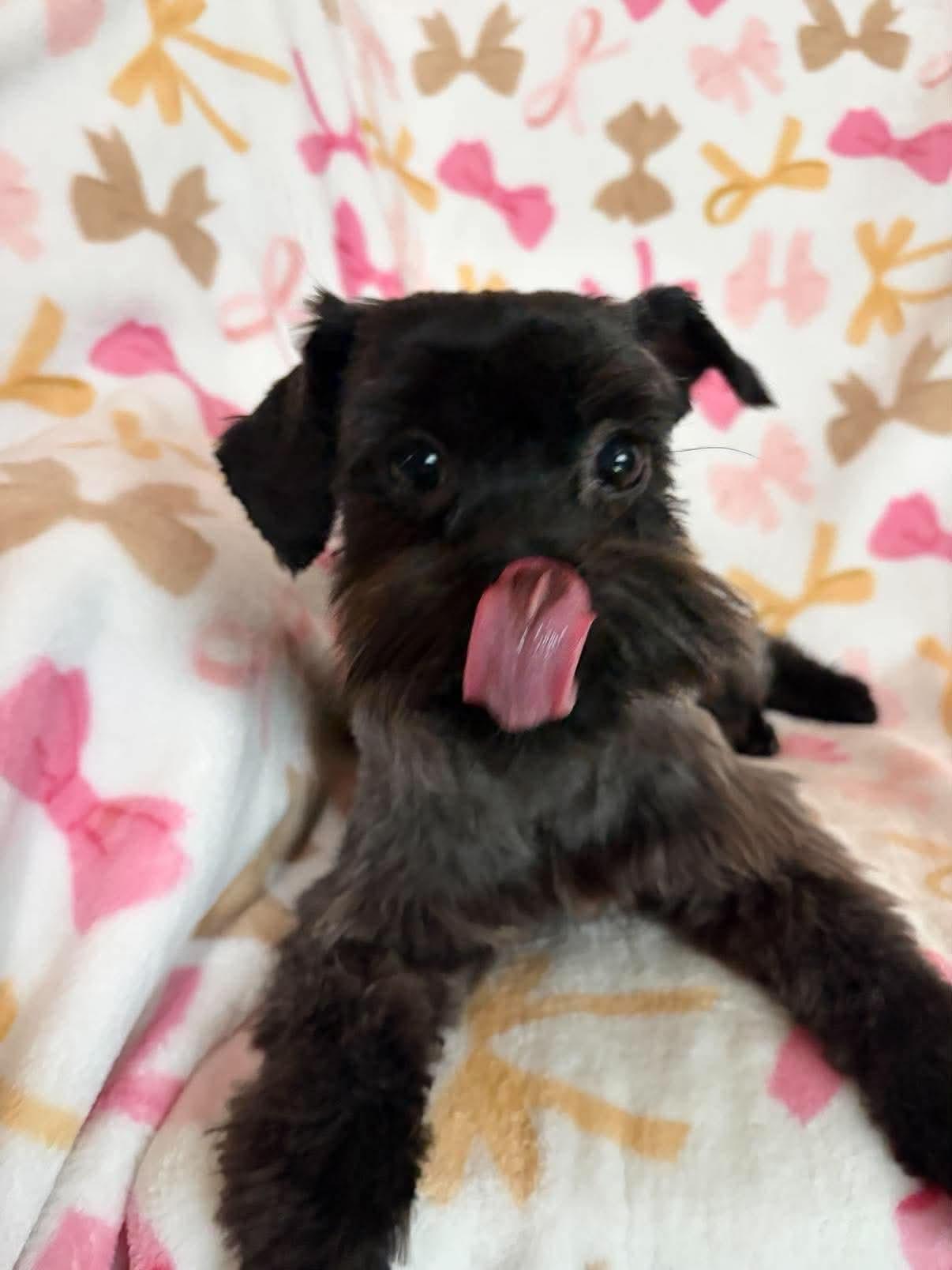 Enlarge Bonita, a Adoptable Miniature Schnauzer in Houston, TX image 1/6