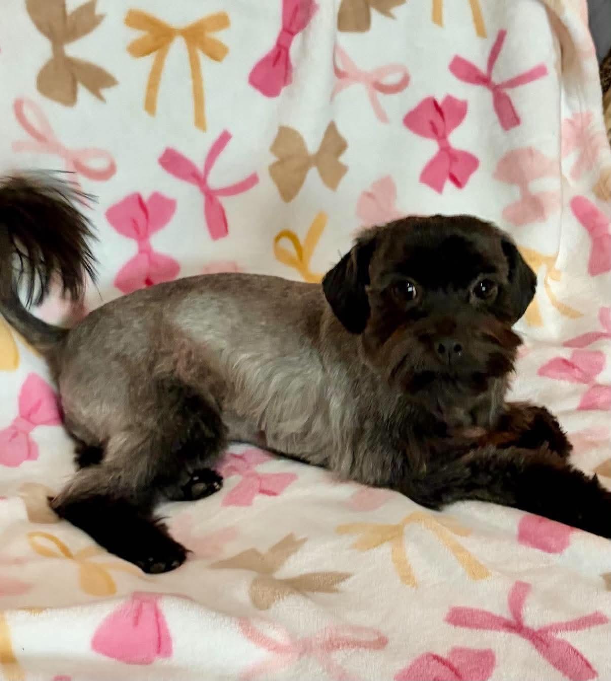 Enlarge Bonita, a Adoptable Miniature Schnauzer in Houston, TX image 5/6