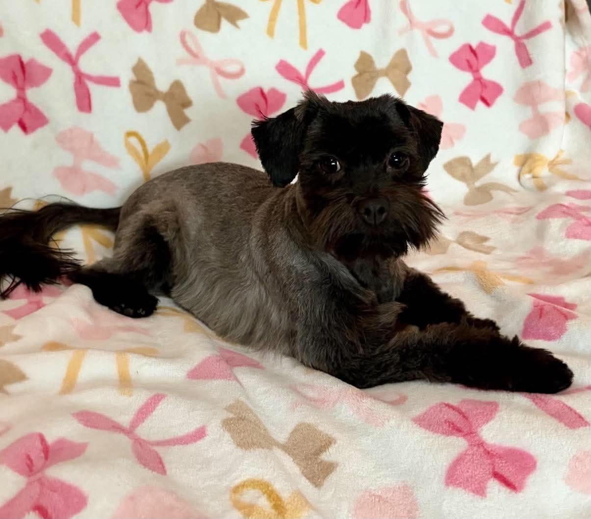 Enlarge Bonita, a Adoptable Miniature Schnauzer in Houston, TX image 4/6