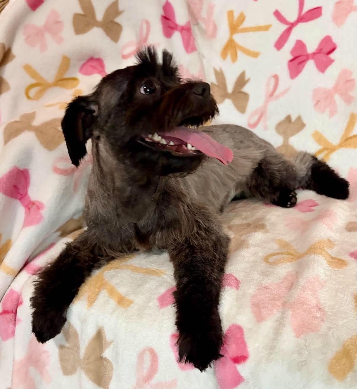 Enlarge Bonita, a Adoptable Miniature Schnauzer in Houston, TX image 6/6