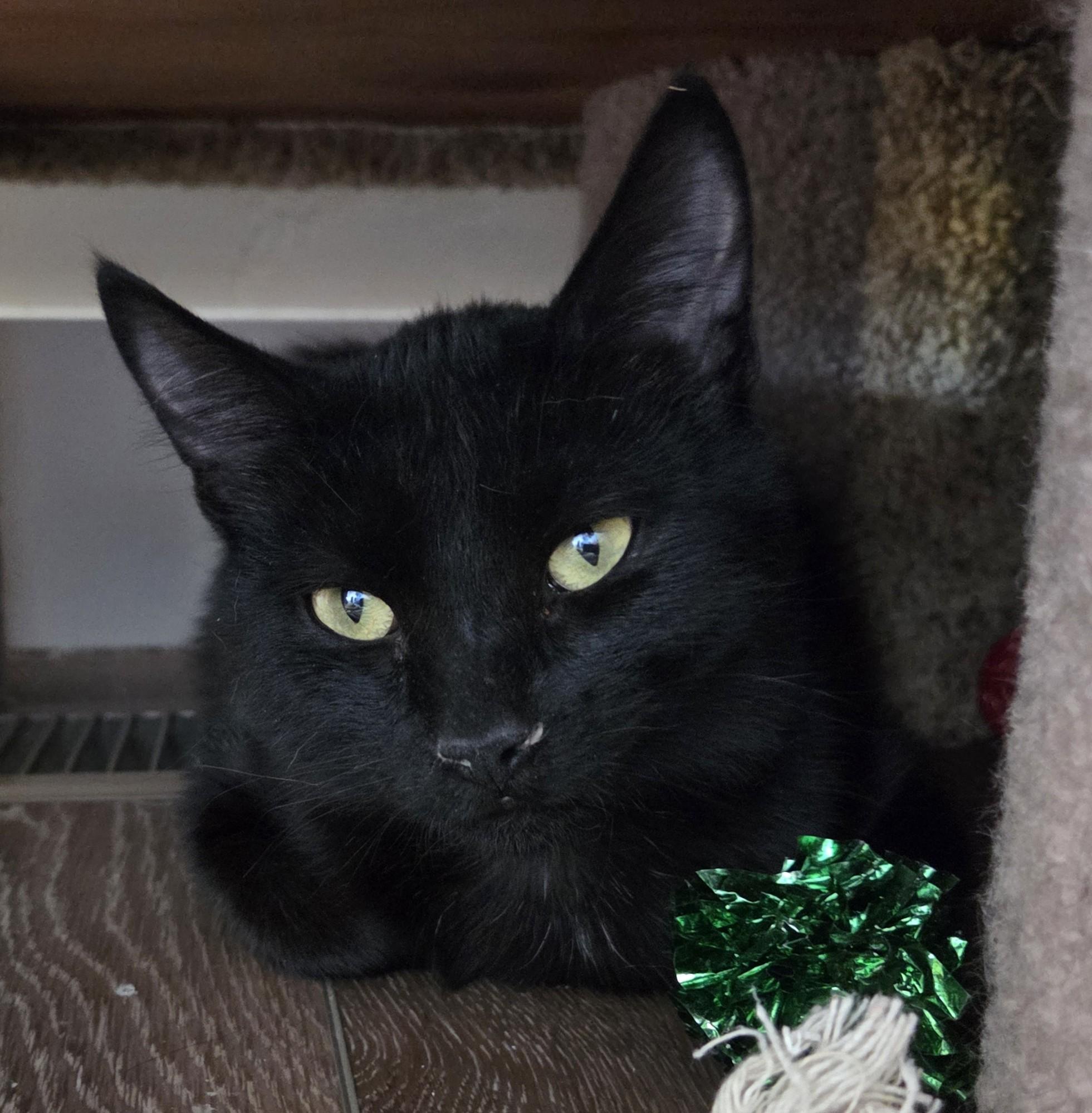 Enlarge Moon, an adopted Domestic Short Hair in Millville, UT image 1/1